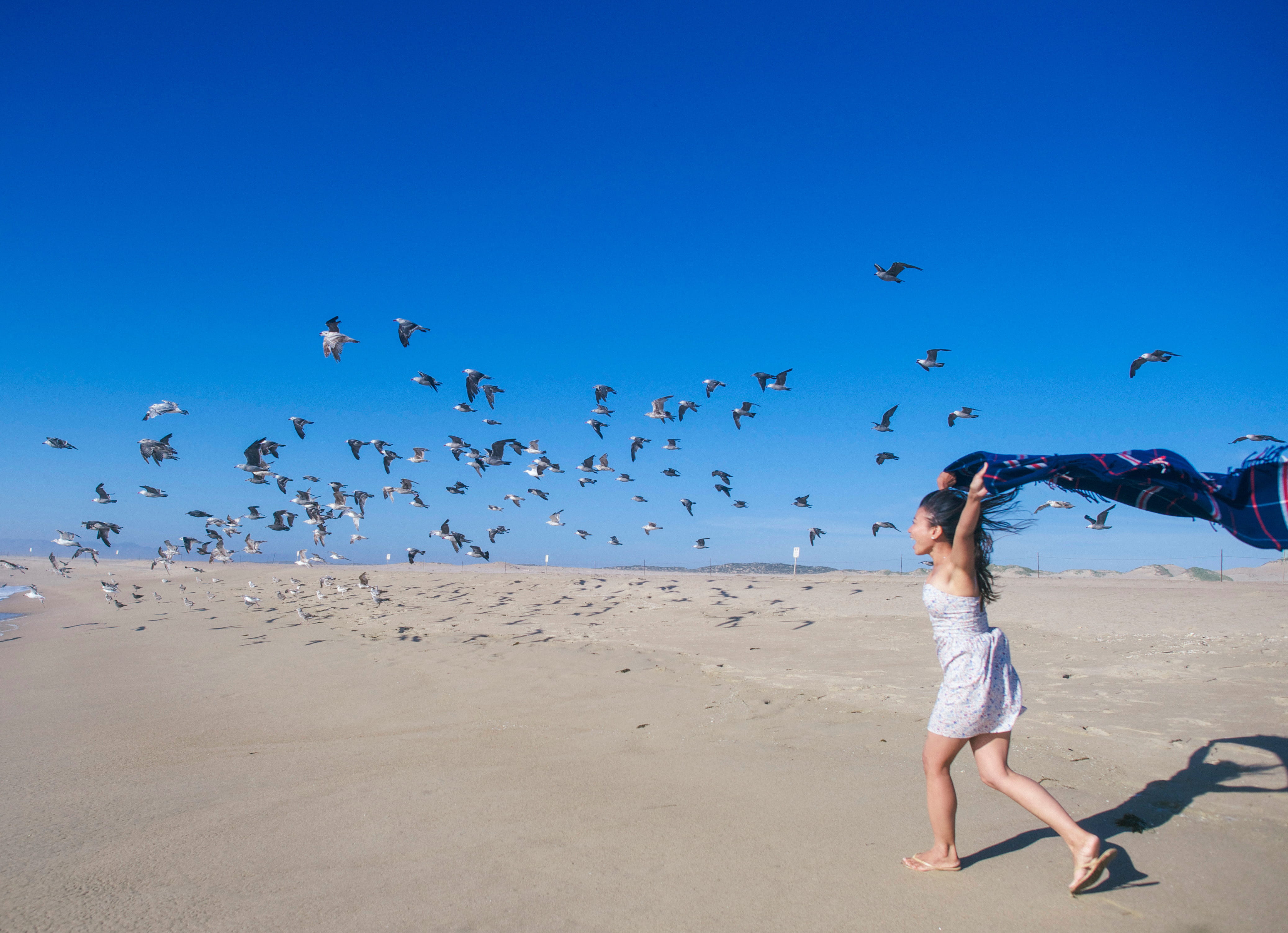 one person, guadalupe, real people, animals in the wild, group of animals, large group of animals, flying, land, clear sky, run, sky, 4K, bird, joy, beach, HD Wallpaper