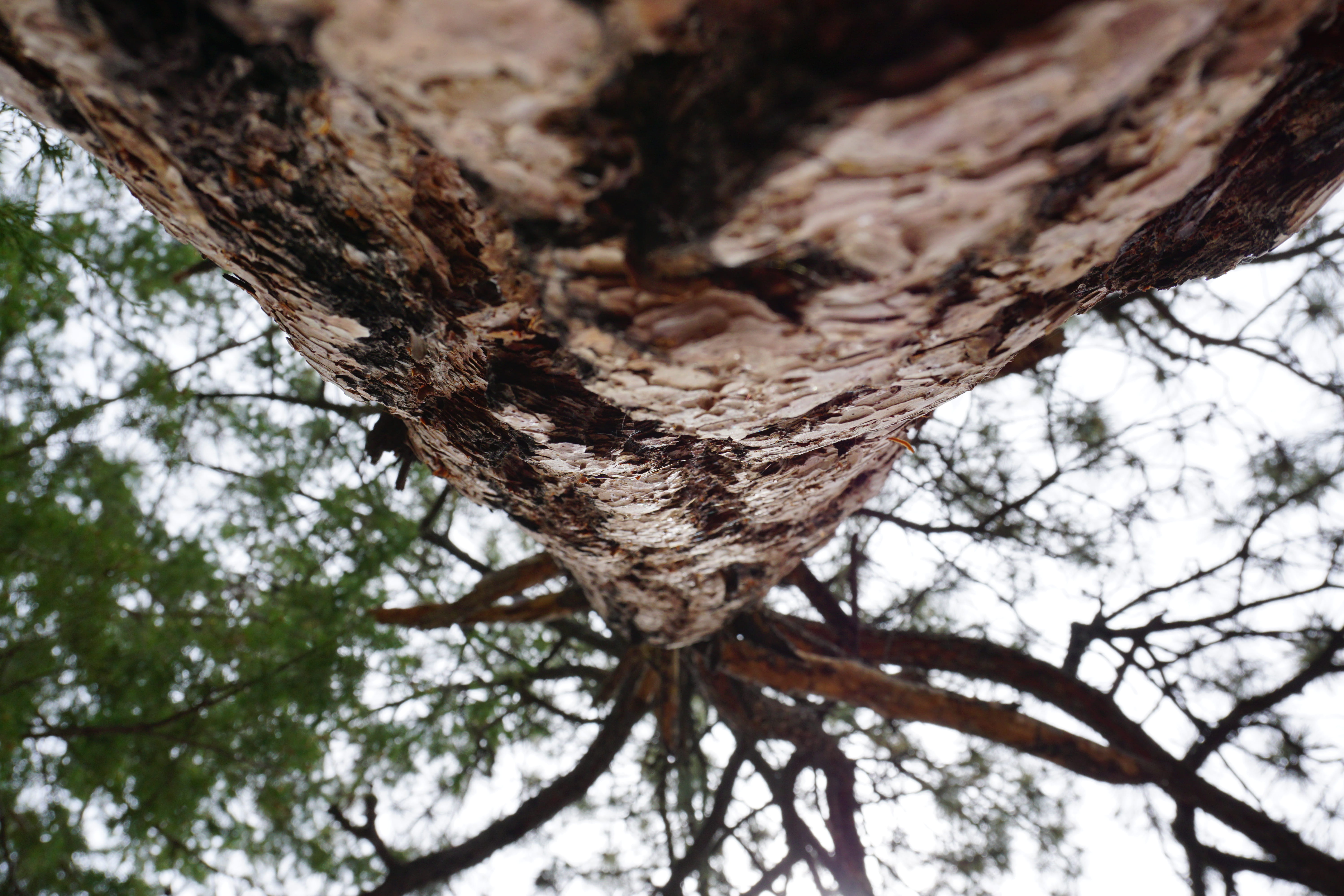 plant, macro, angle, cloudy, bright, growth, tree trunk, united states, low angle view, trunk, wood, natural condition, day, close up, rough, directly below, HD Wallpaper