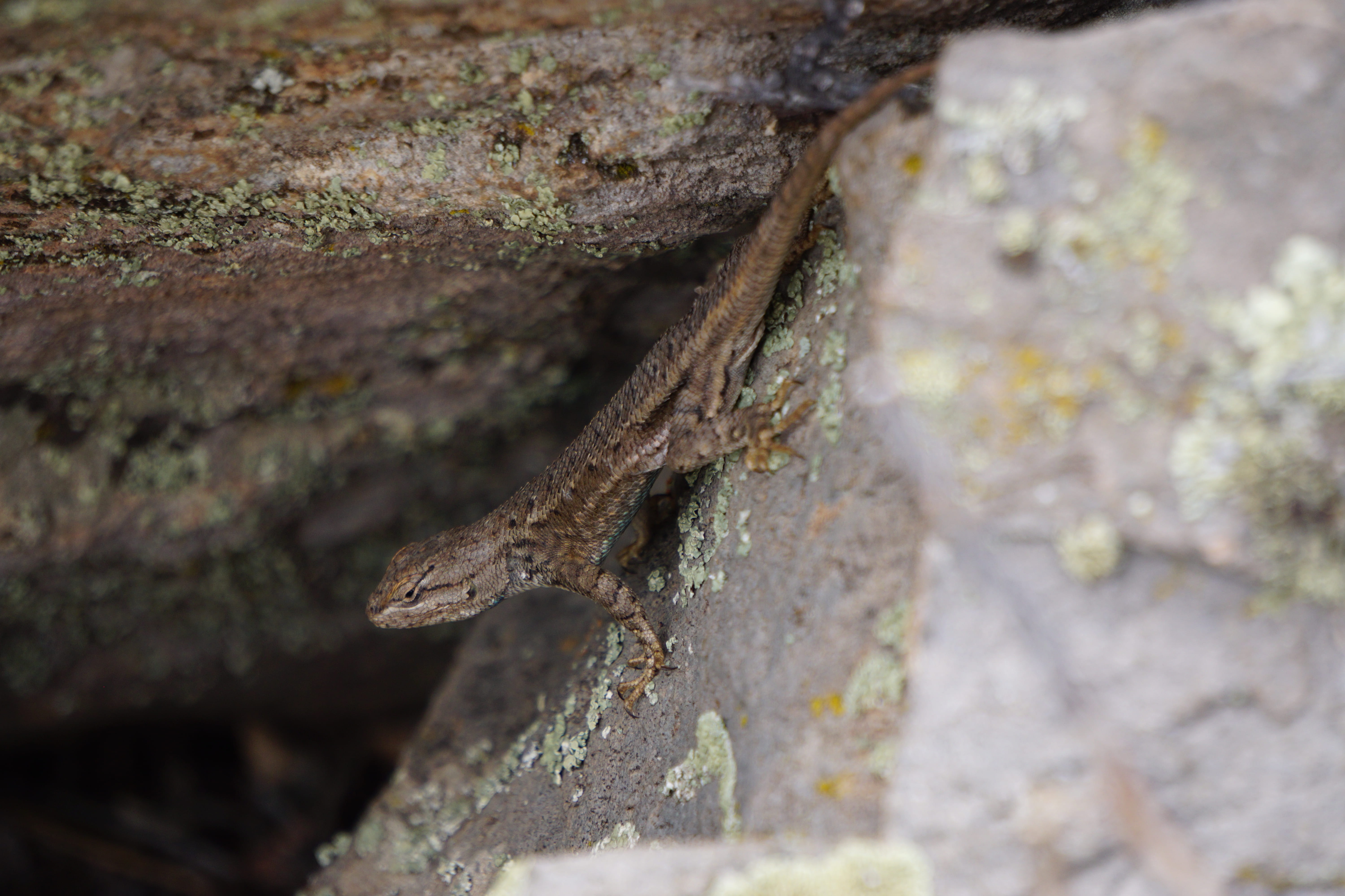 trunk, solid, no people, reptile, 5K, animal wildlife, animal themes, nature, gray, tree, questa, outdoors, united states, rock - object, lichen, lizard, HD Wallpaper