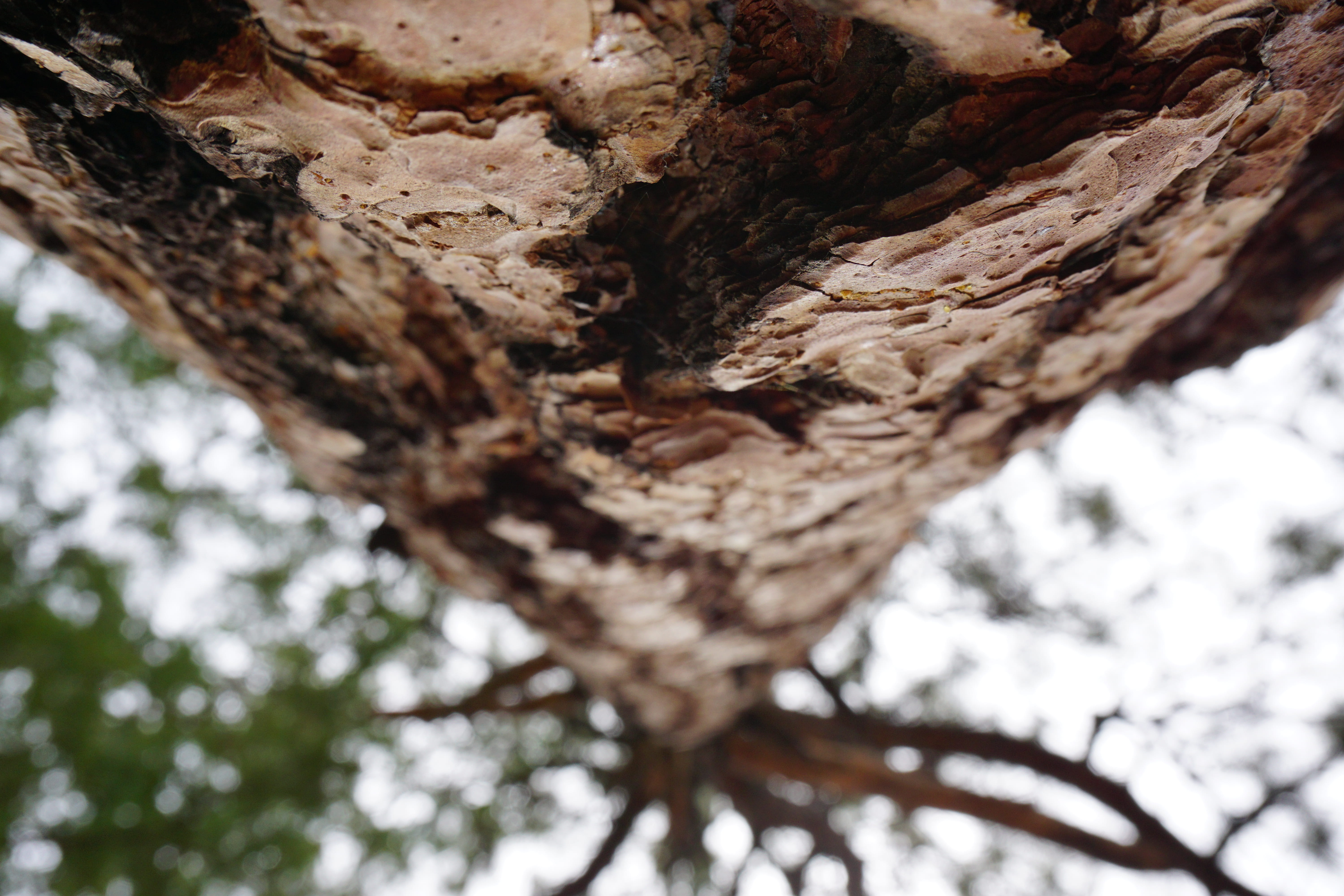 trunk, 5K, close up, woods, plant bark, tree, branch, plant, tree trunk, questa, bark, forest, textured, no people, day, natural condition, focus on foreground, HD Wallpaper