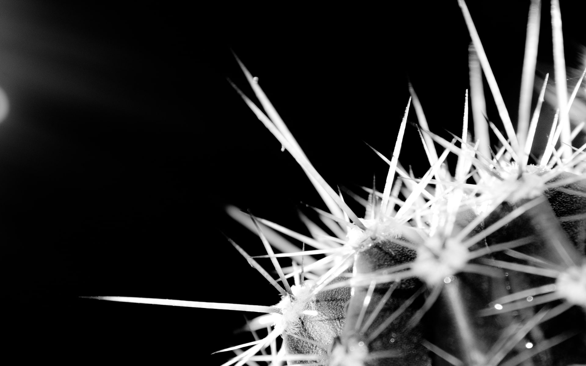 cactus, 1080P, bw, thorns, nature, hd, HD Wallpaper