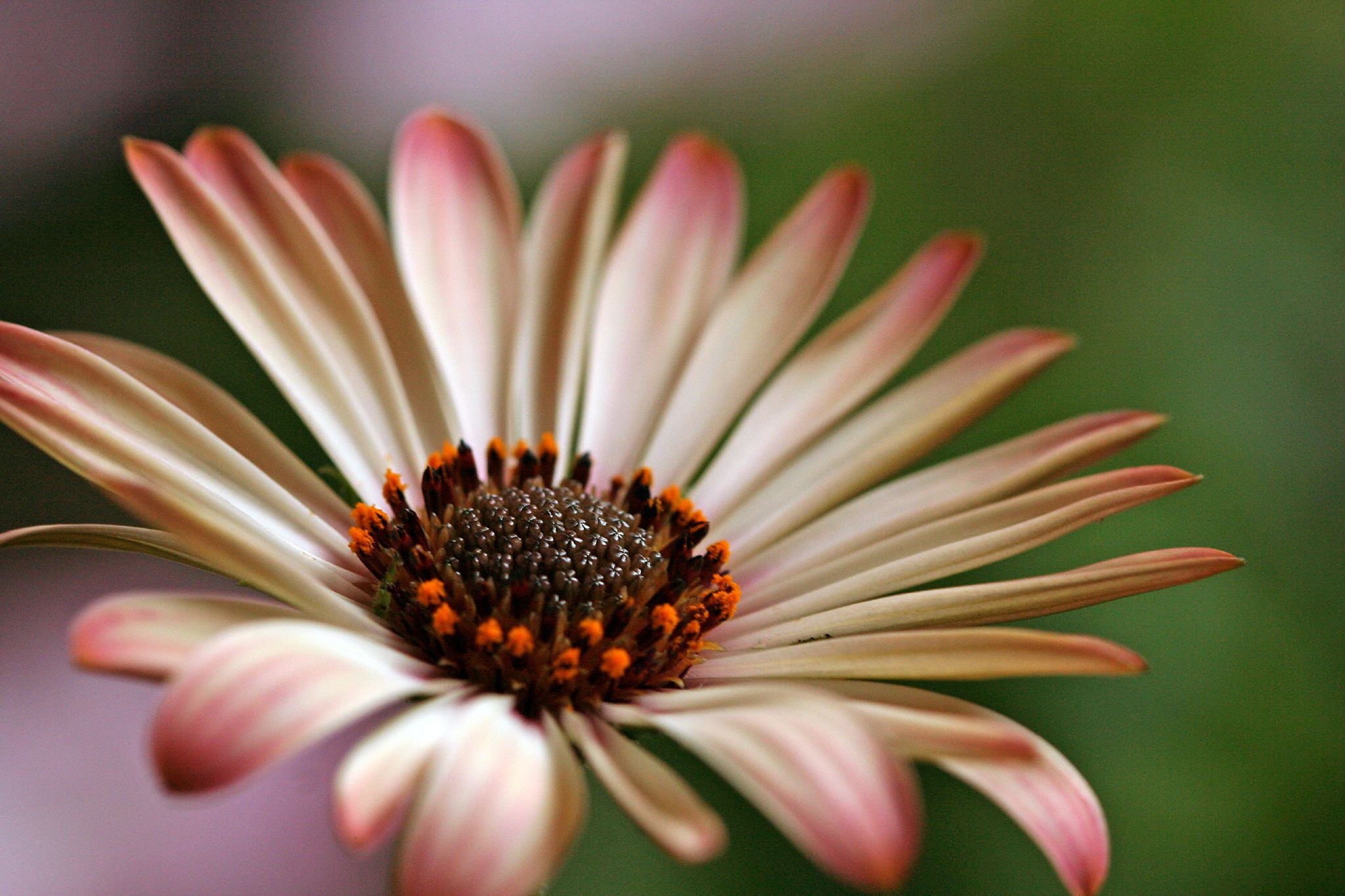 white, plant, petal, in bloom, 1080P, f25, orange, daisy, Osteospermum, wow, bloom, top, nature, pink and brown, close-up, close, flower, pink, bokeh, HD Wallpaper