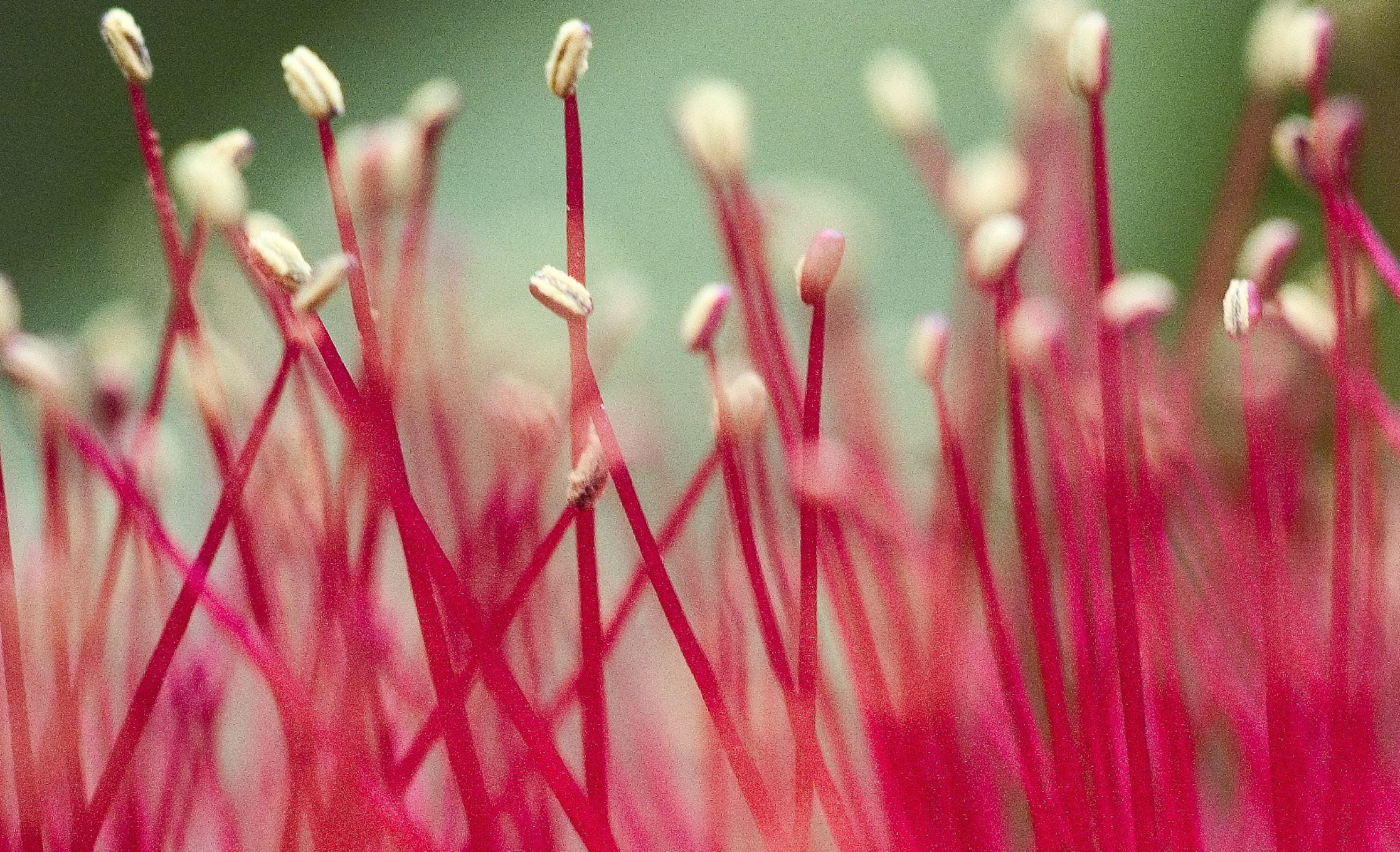 flower, I Am, green, red green, closeup, Bottlebrushes, plant, close-up, top, green plant, f25, nature, Macro, photo, red, red  stick, save, 1080P, HD Wallpaper