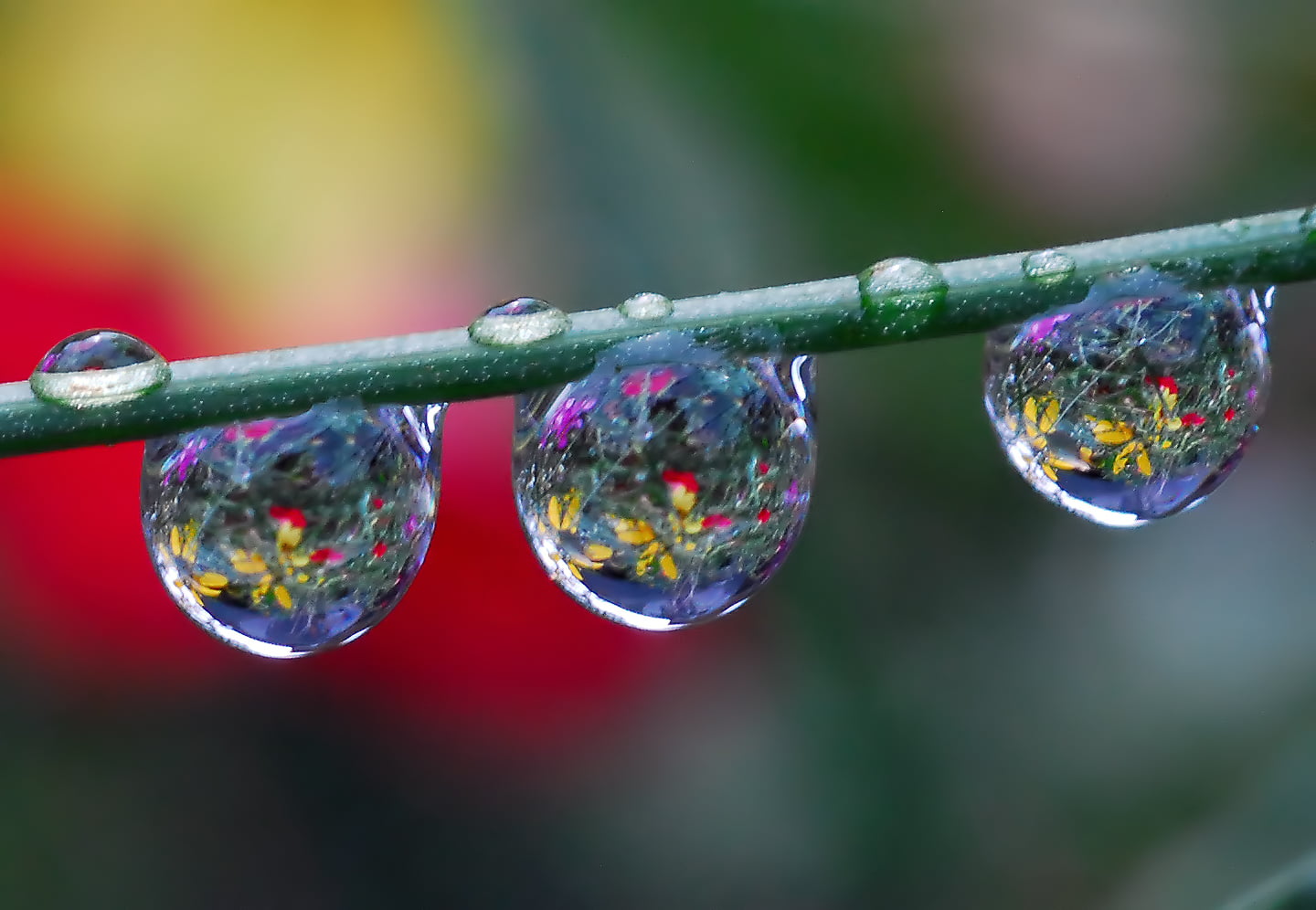 bigger, smiles, photos, duke, nature, shallow focus, shallow, Flu, f25, Shots, photography, people, stem, you, m1, Secret, waterdrop, magic, macro, BRAVO, HD Wallpaper