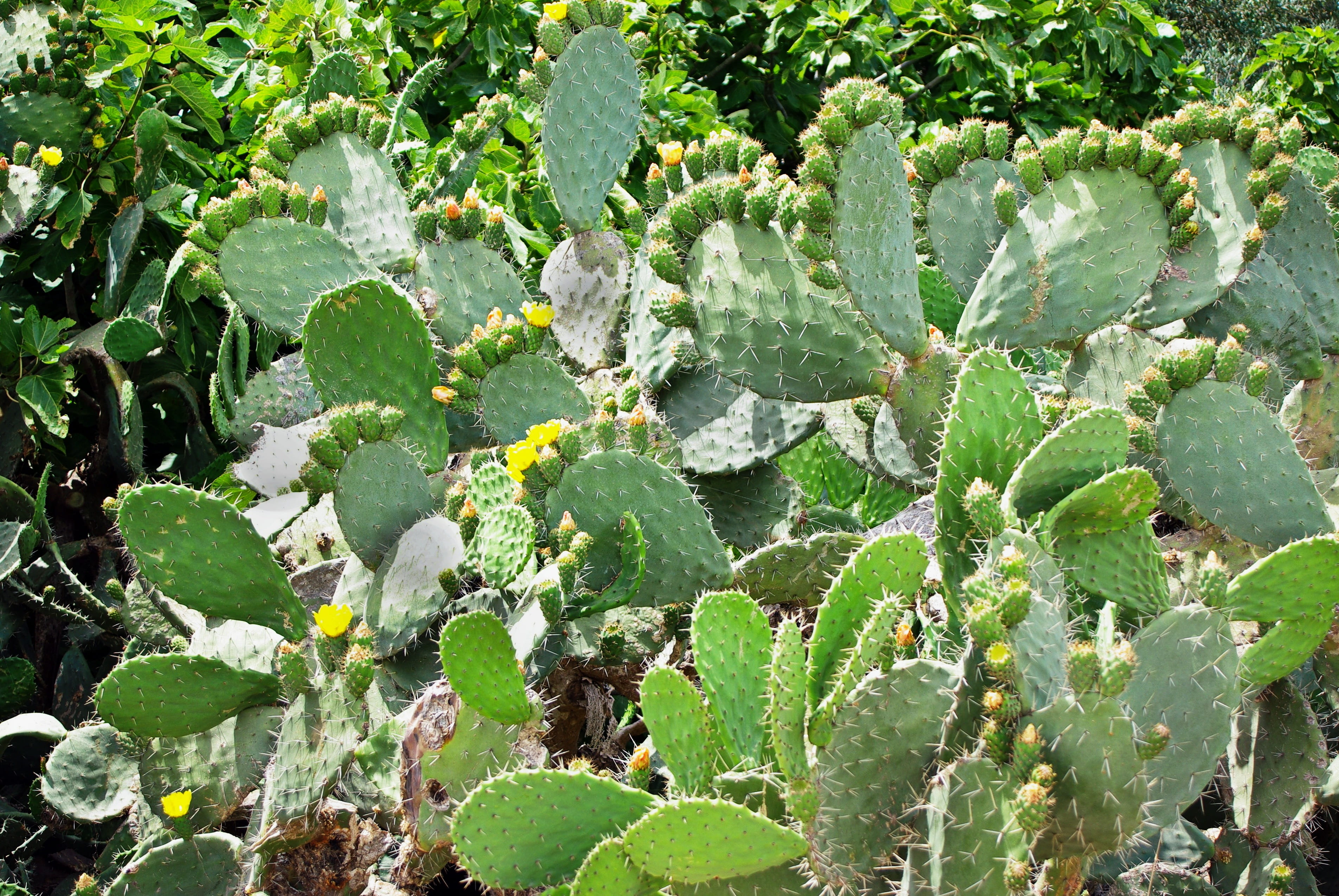 snowshoes, tranquility, full frame, growth, yellow flowers, green color, leaf, leaves, spiky, plant part, cacti, opuntia, outdoors, plant, sunlight, high angle view, HD Wallpaper