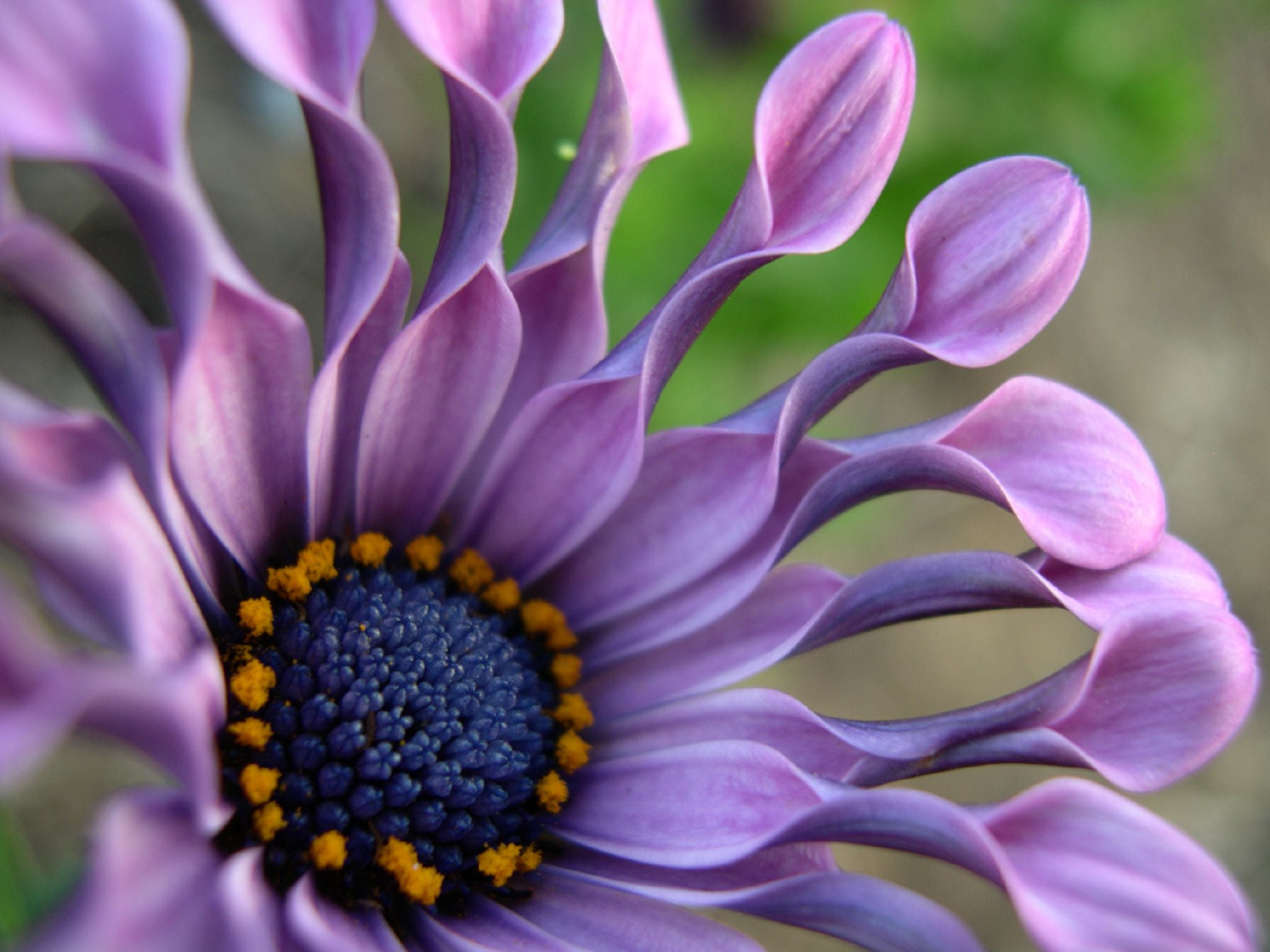 v10, 1080P, Osteospermum, flower Head, nature, f25, african daisy, f50, f150, wow, arboretum, 10f, plant, pink Color, petaled, petal, v5, beautiful, purple, HD Wallpaper