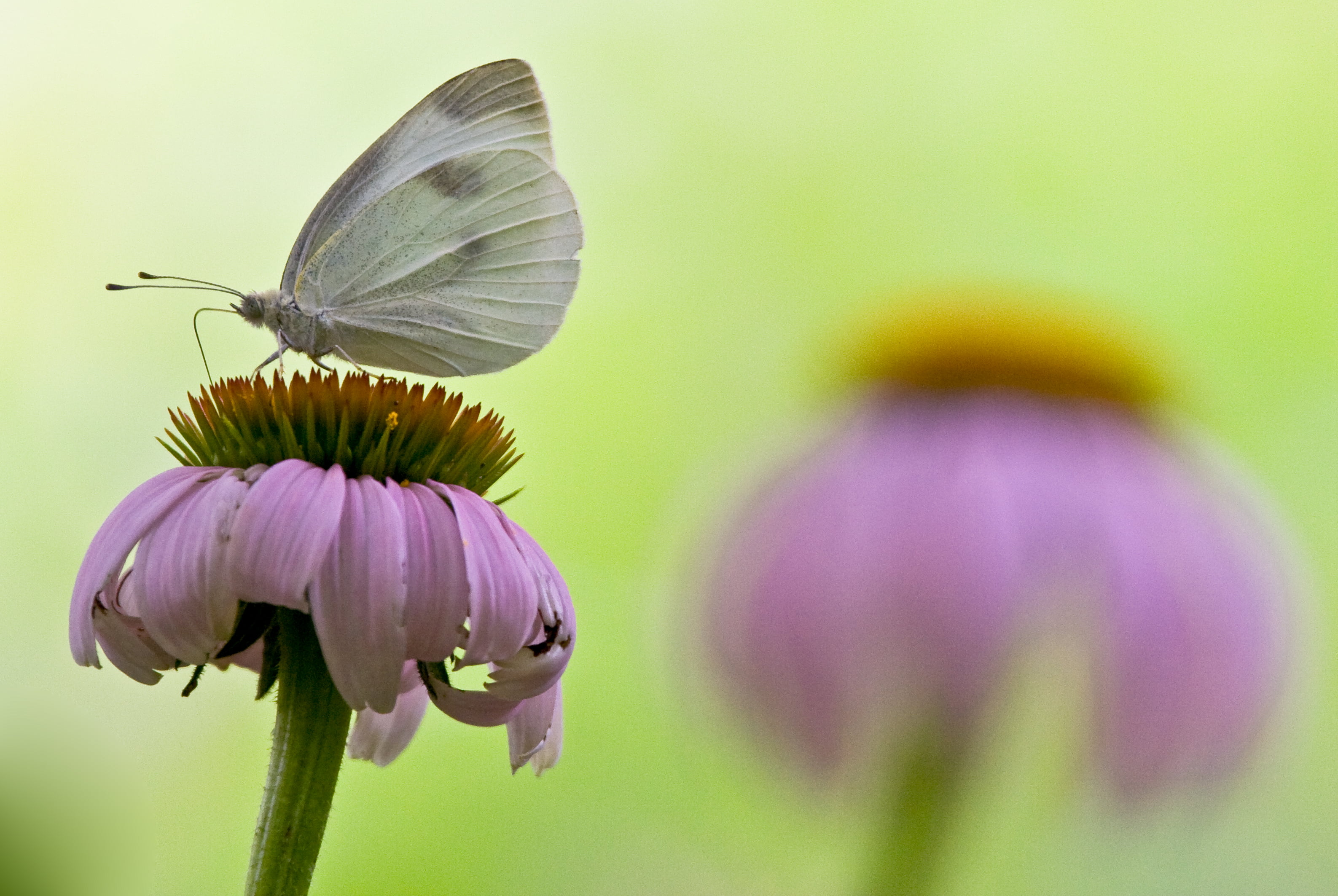 cabbage butterfly, c25, 2K, macro, bokeh, flower, insect, selective focus, selective, photography, butterfly - Insect, beauty In Nature, Love the One Youre With, HD Wallpaper