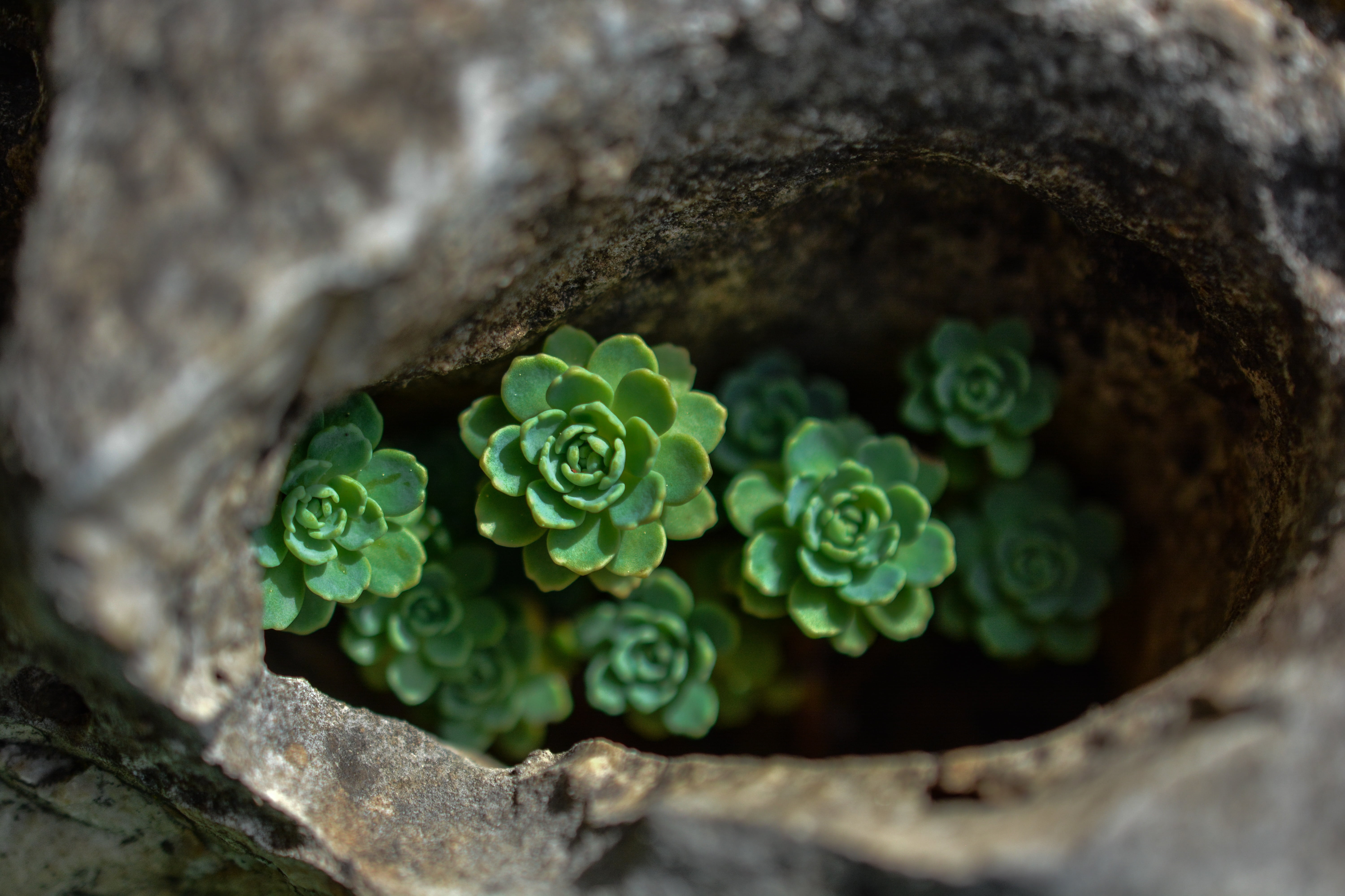 succulent, selective focus, growth, no people, plant part, outdoors, green, leaf, green color, 5K, solid, plants, flower, photography, beauty in nature, HD Wallpaper