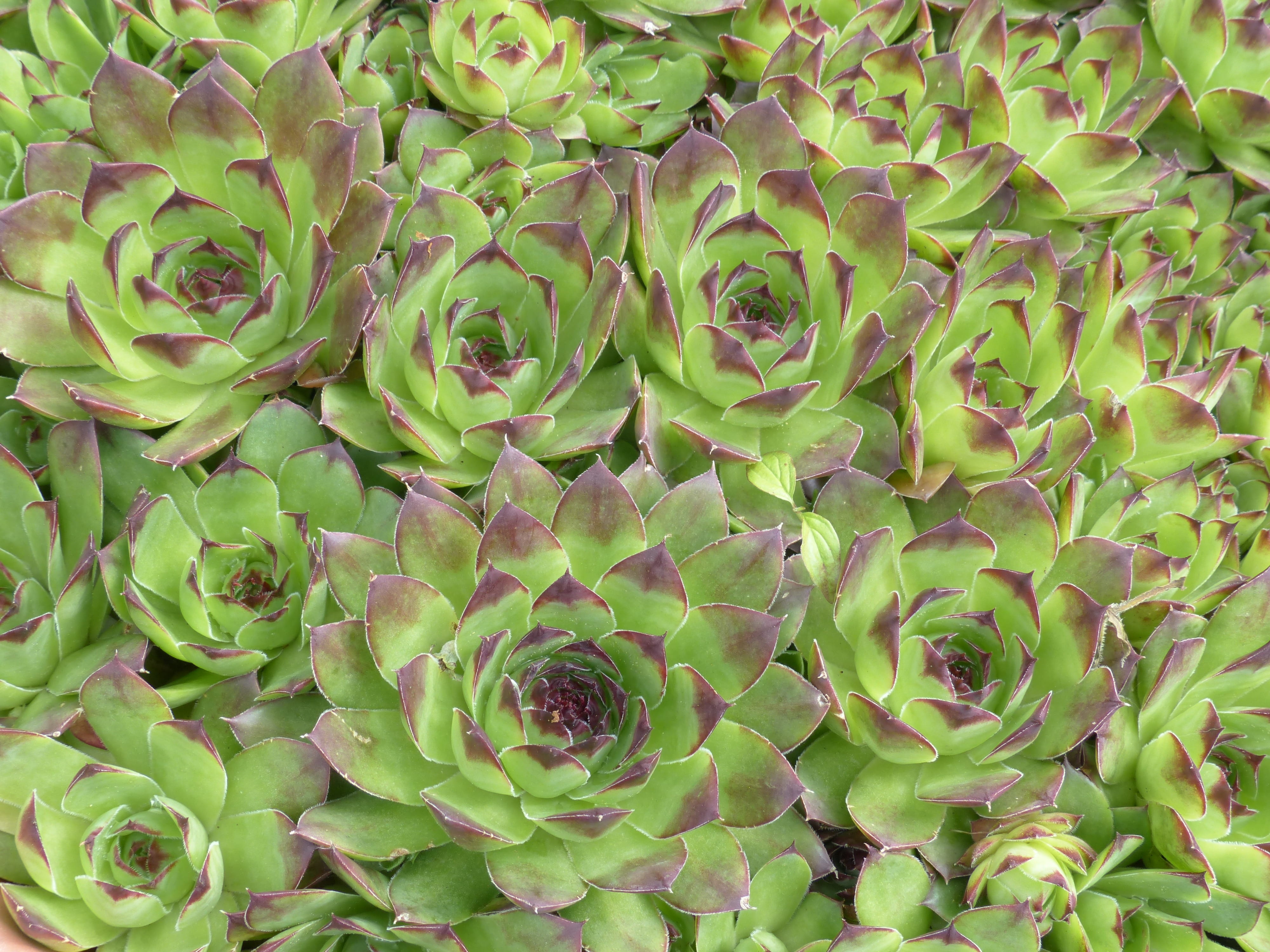 crassulaceae, nature, botany, succulent plant, food, donnerwurz, high angle view, real houseleek, 4K, reddish, food and drink, no people, leaf, Plant, HD Wallpaper