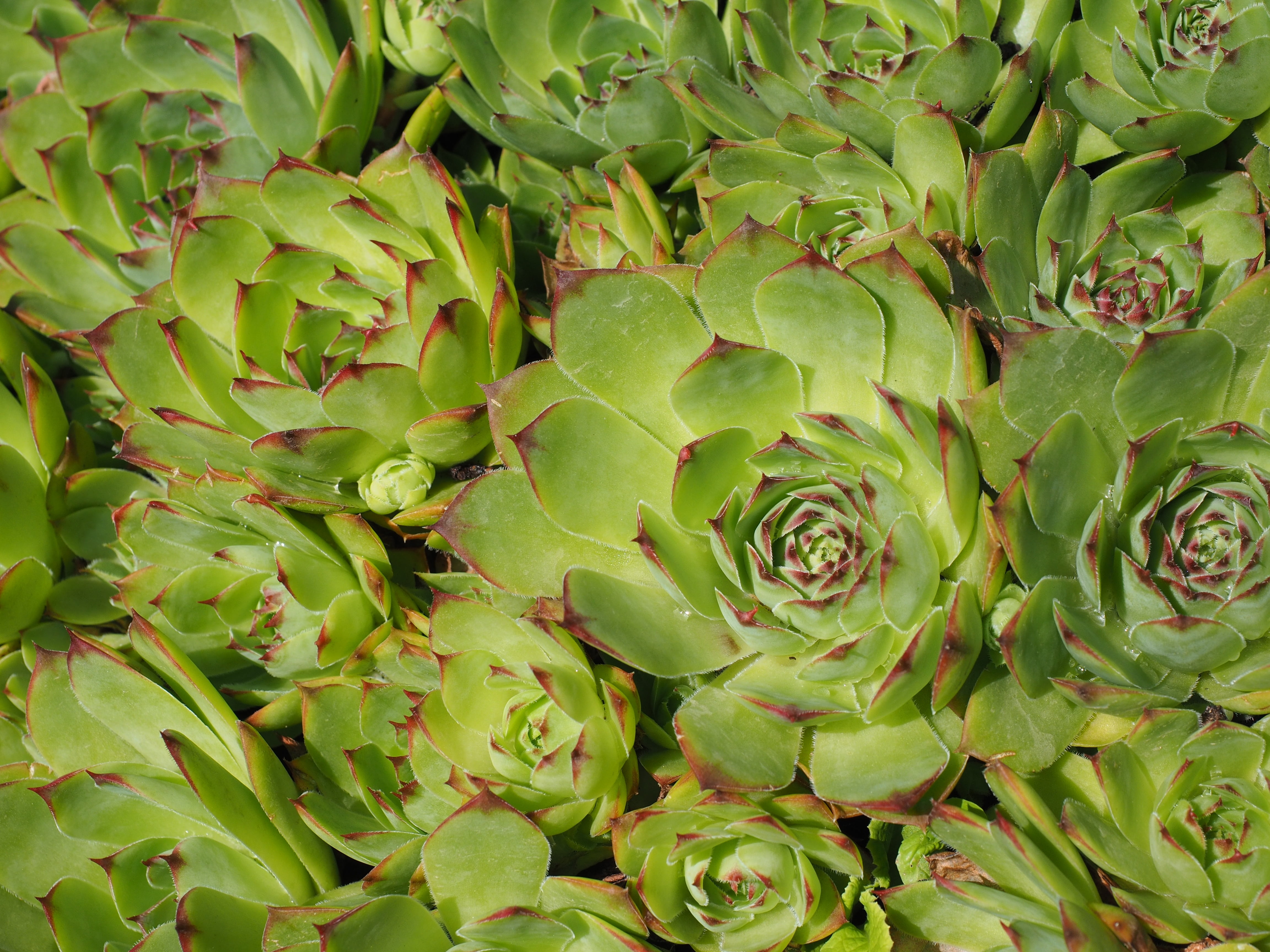 sempervivum tectorum, flower, thick sheet greenhouse, green color, ornamental plant, stone garden, backgrounds, nature, ground cover, succulent plant, mountain houseleek, HD Wallpaper