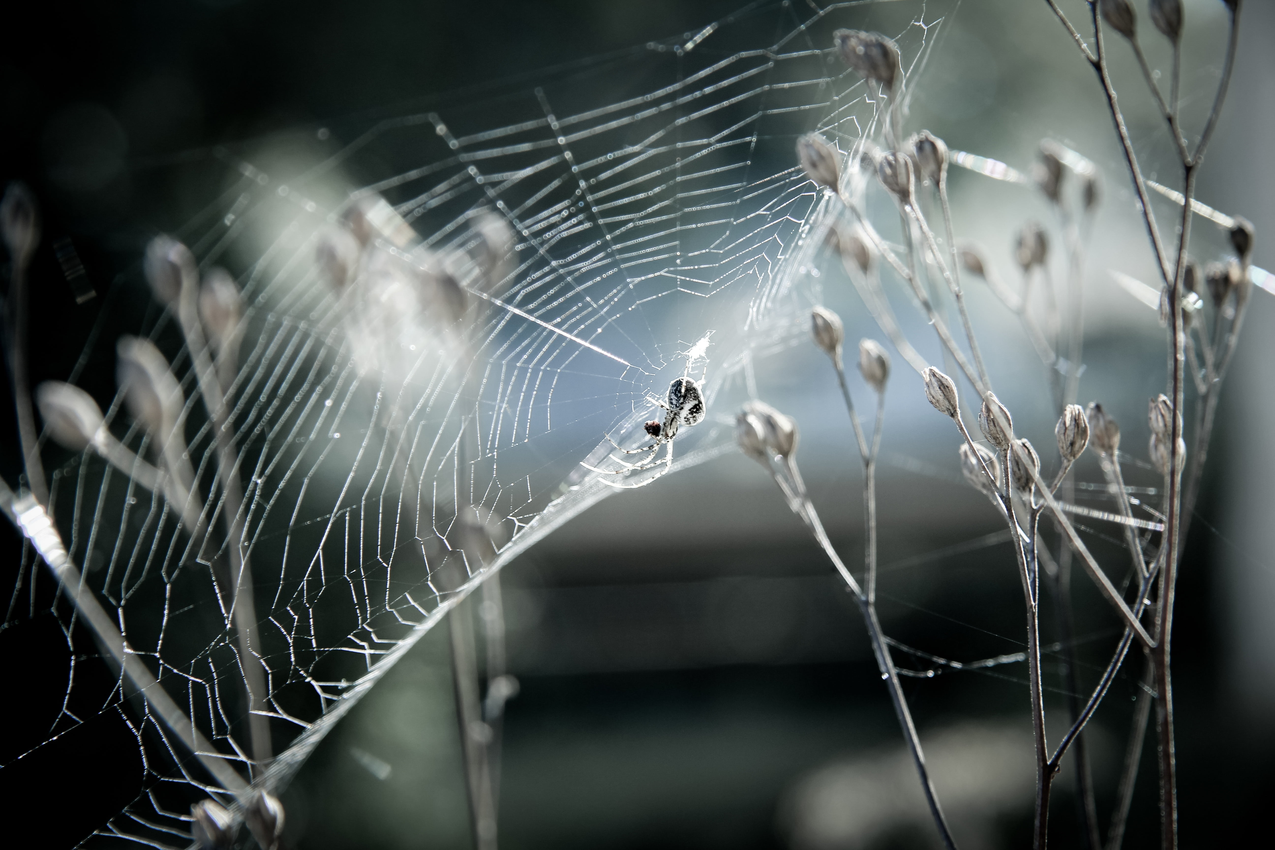 invertebrate, animal themes, the nature, sempervivum arachnoideum, vulnerability, cobweb houseleek, 5K, selective, nature, spider, canvas, animal leg, HD Wallpaper