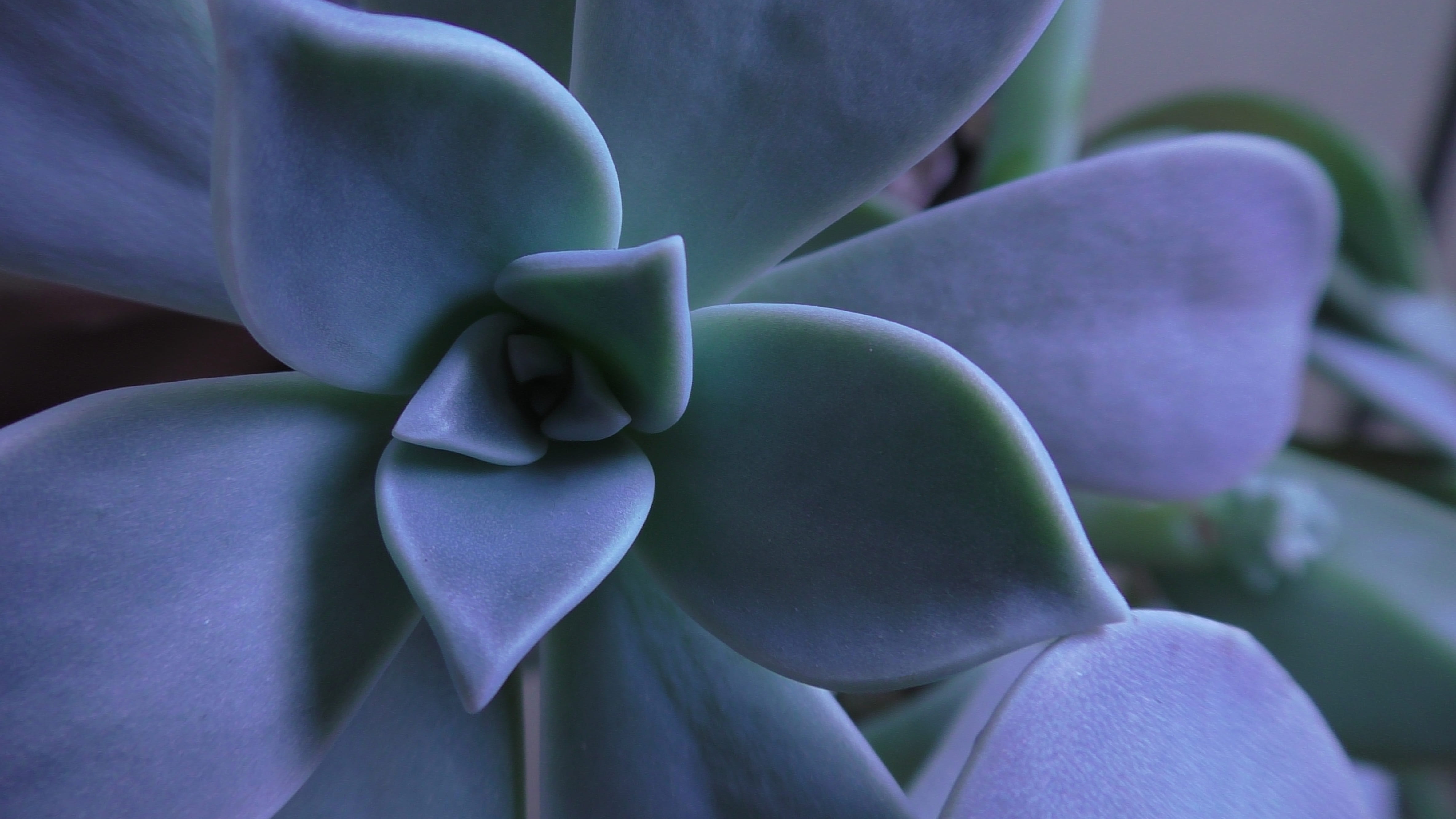 freshness, nature, flora, vulnerability, flowering plant, fragility, flower, shallow, full frame, succulent, petal, green, botanical, plant, photography, HD Wallpaper