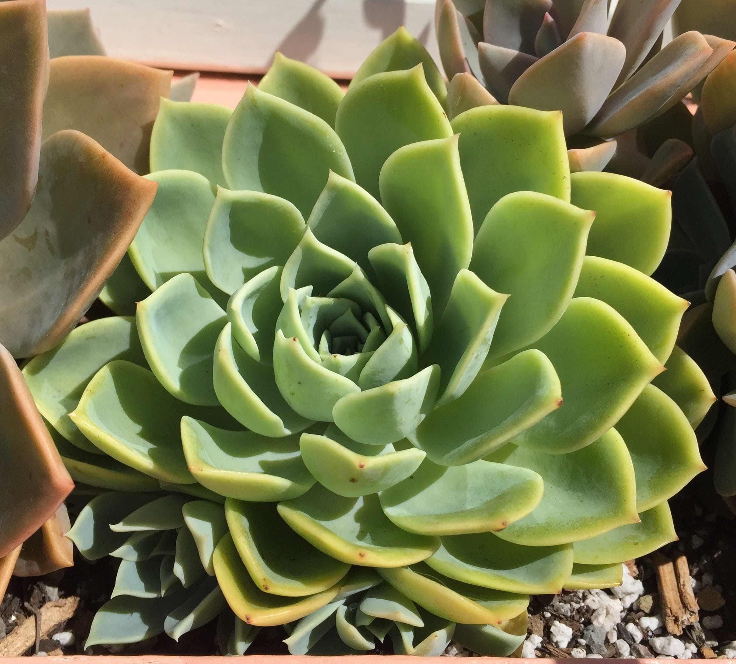 echeveria, green, 1080P, green Color, natural pattern, agave, sunlight, flower, botany, Desert, macro, high angle view, leaf, no people, growth, nature, HD Wallpaper