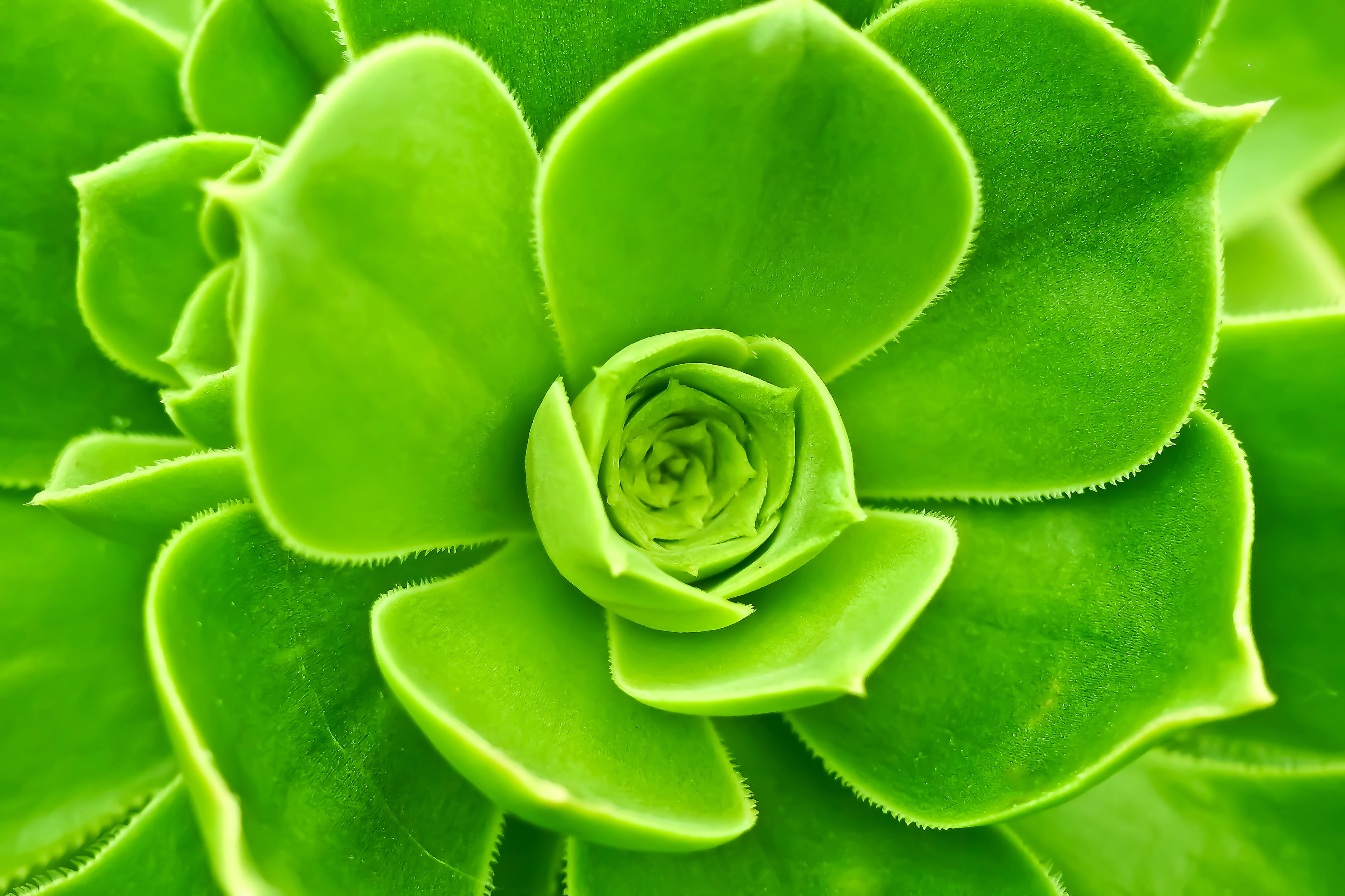 photography, backgrounds, directly above, houseleek, macro, flowering plant, beauty in nature, green, succulent, pattern, garden, flower, plant part, full frame, HD Wallpaper