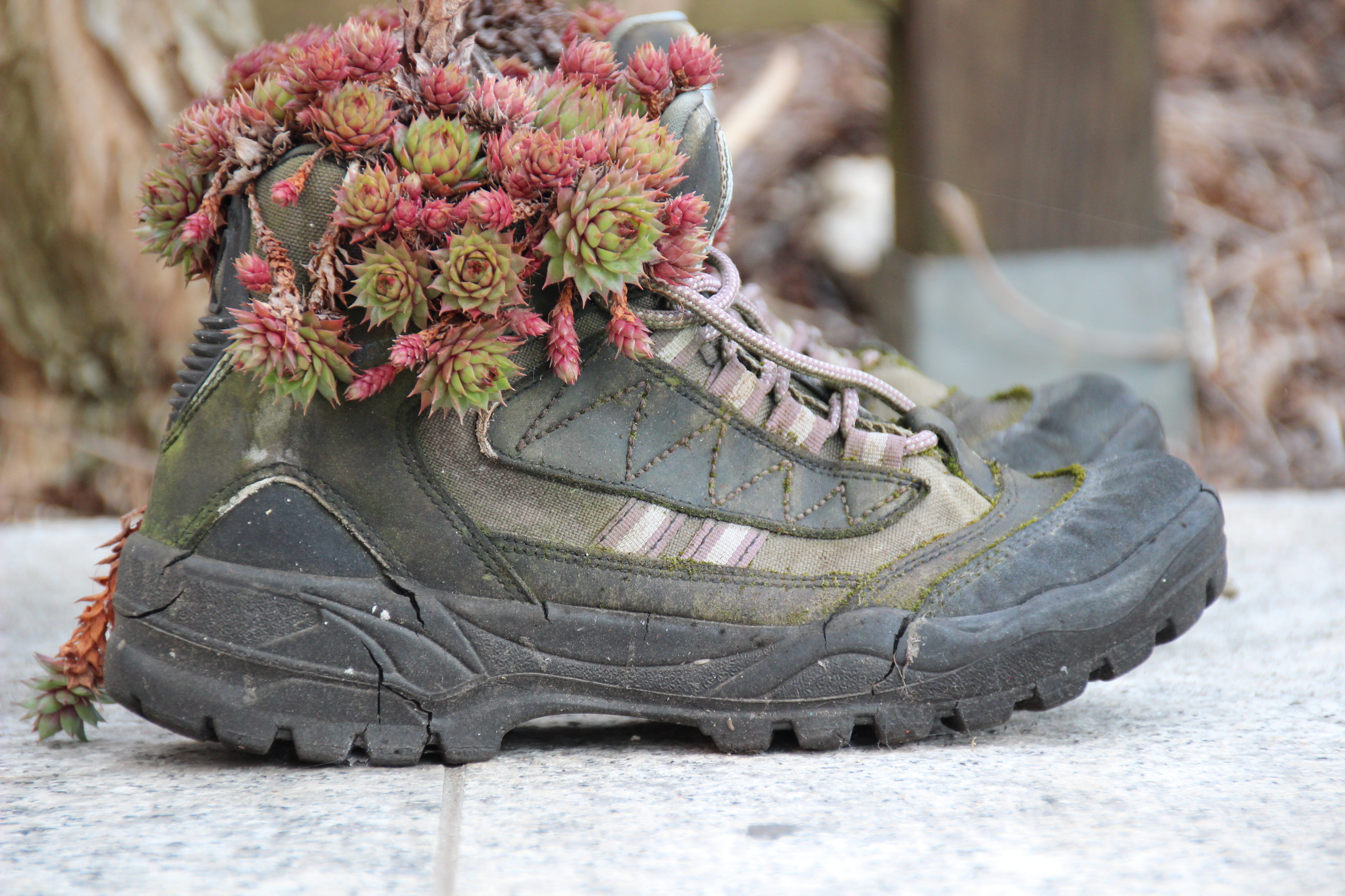 celebration, no people, boot, leather, flower, mountain boots, hiking shoes, 5K, plant, nature, snow, focus on foreground, outdoors, ice, winter, Shoes, HD Wallpaper
