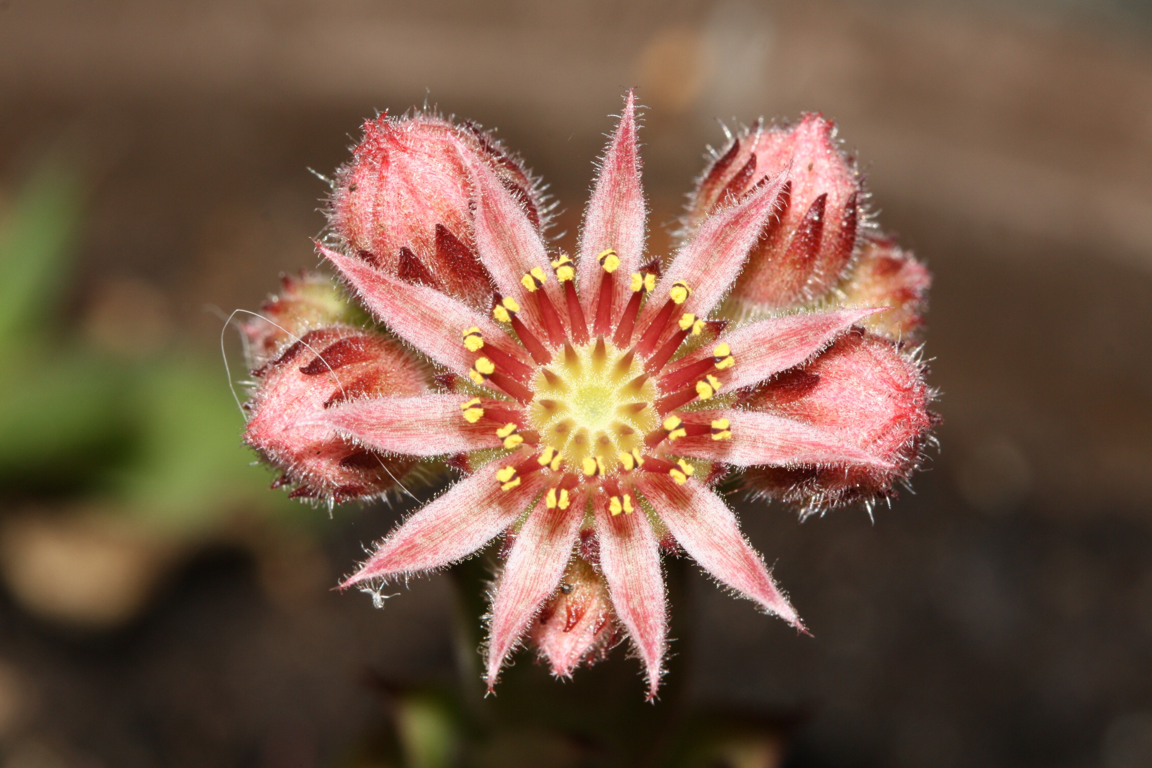 mountain houseleek, fragility, flowers, pistil, nature, bloom, inflorescence, outdoors, earth, close-up, no people, flower, day, beauty in nature, sempervivum, HD Wallpaper