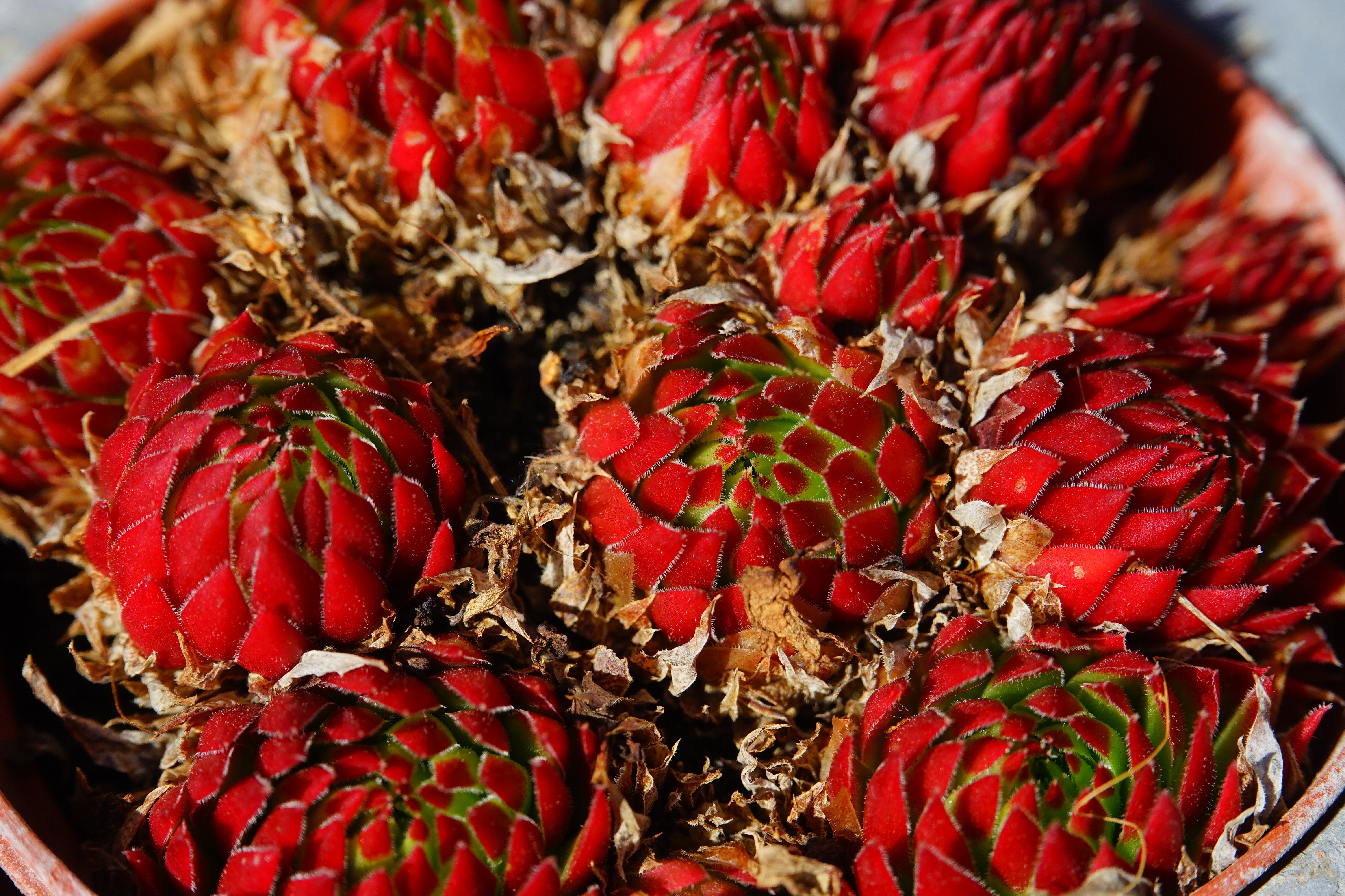 abundance, wurz, pointy red, backgrounds, red colors, ordinary house turmeric, day, sempervivum, rosette, thick sheet greenhouse, plant, high angle view, HD Wallpaper