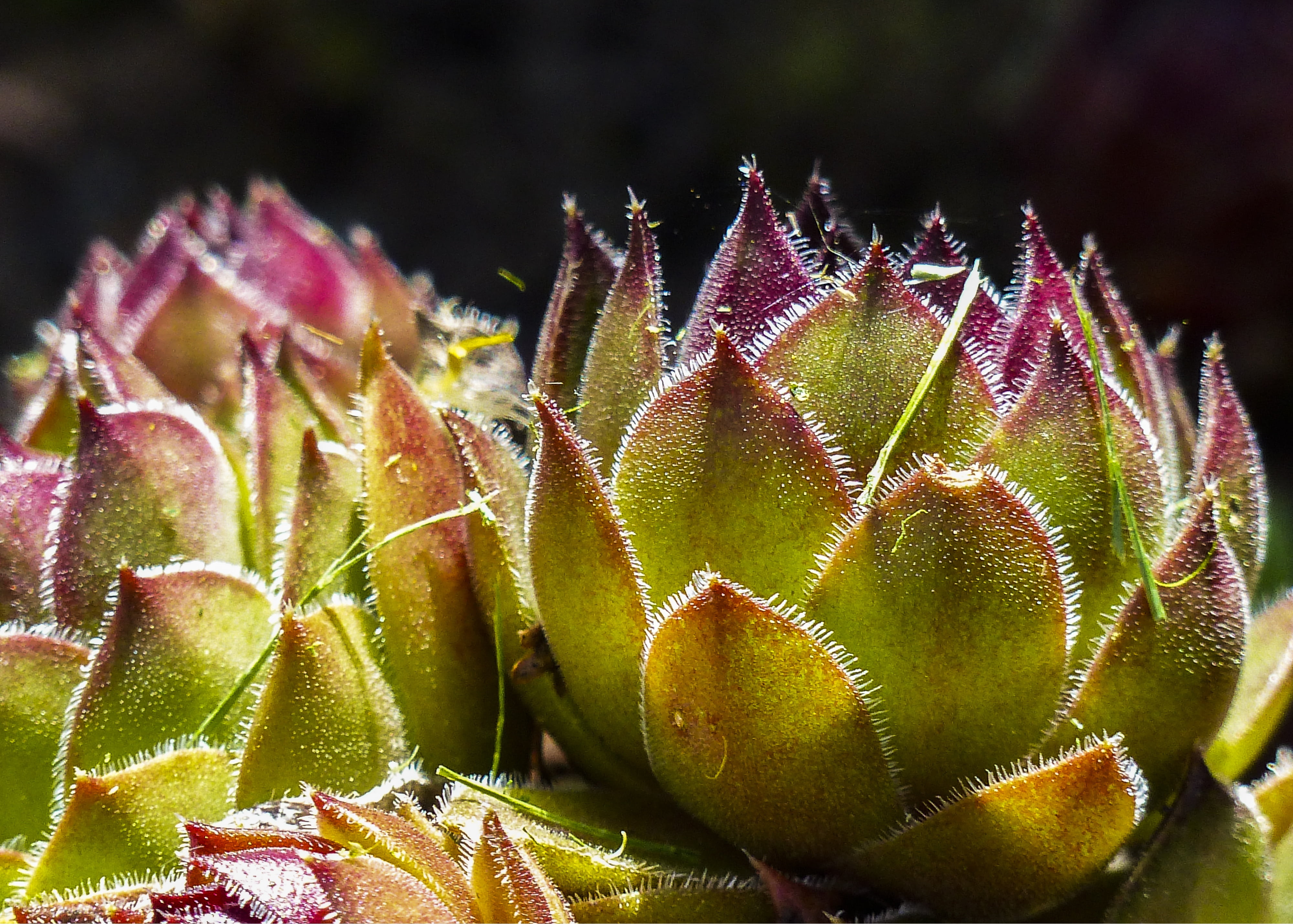 cactus, macro, thorn, selective focus, rosette, beauty in nature, spiky, spiked, ground hugging, flower, succulents, focus on foreground, fruit, green color, HD Wallpaper