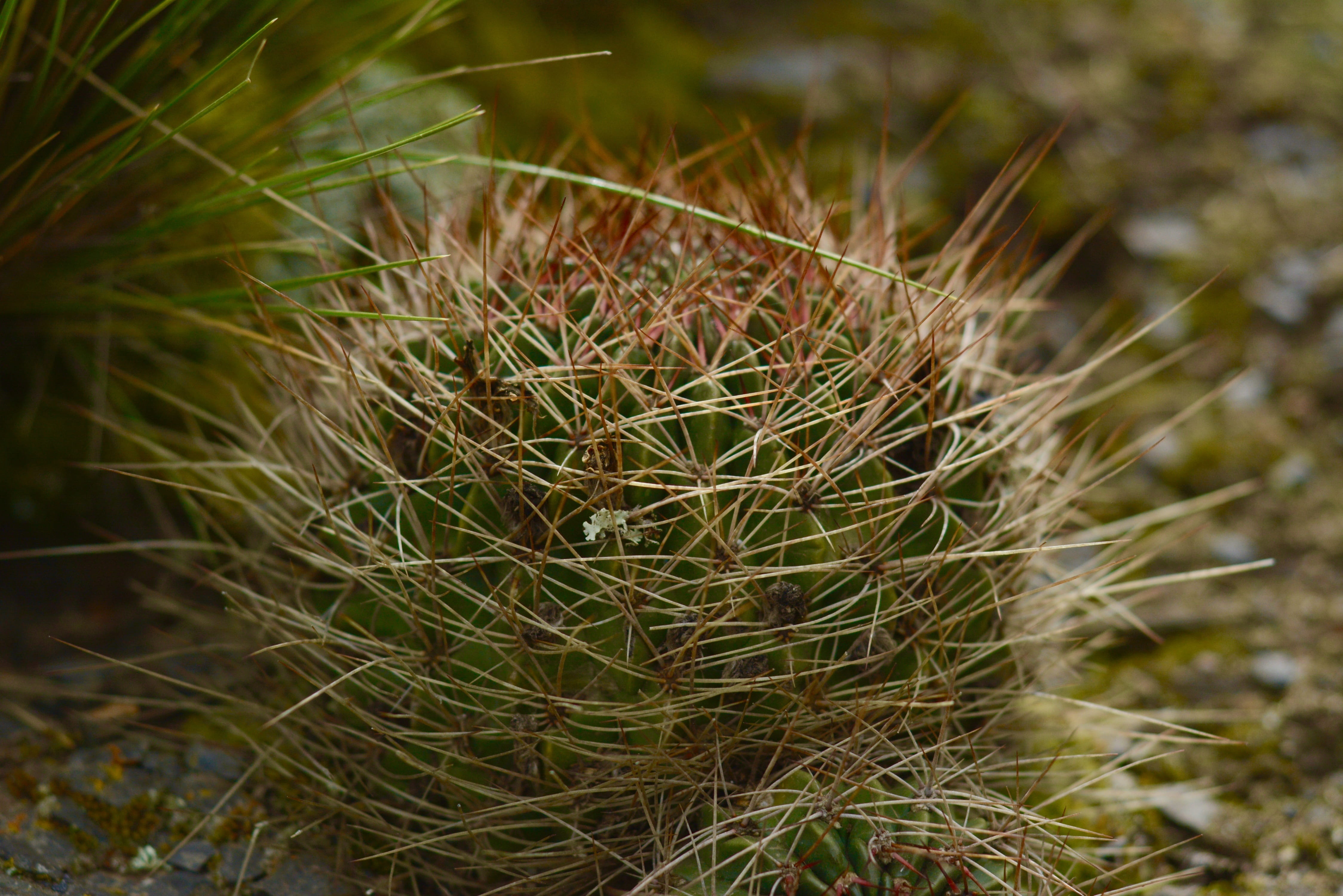 gardening, needle - plant part, high angle view, succulent plant, plant, plants, cactus, green, field, grass, outdoors, thorns, focus on foreground, selective focus, HD Wallpaper