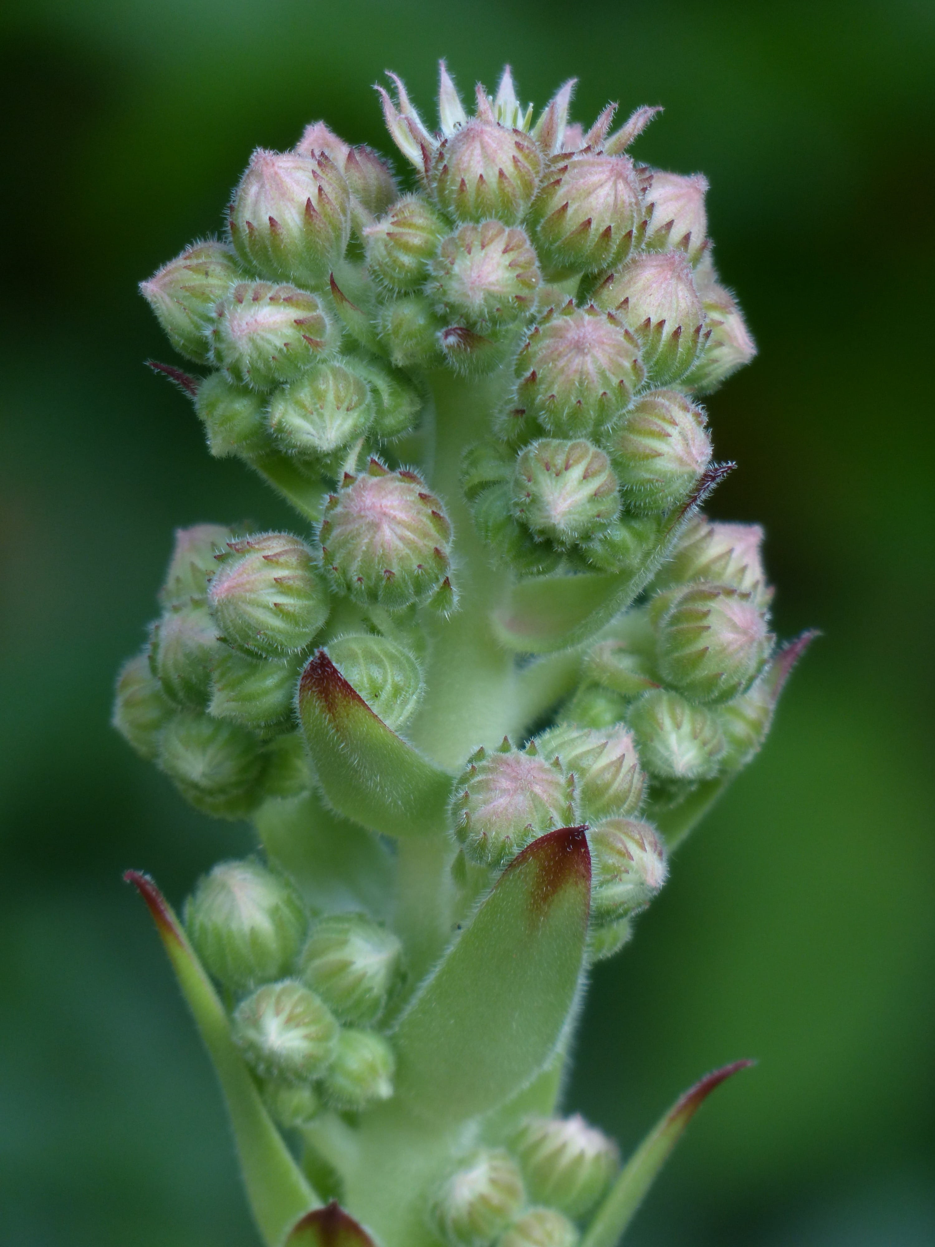 dachwurz, outdoors, fragility, green Color, focus on foreground, growth, roof houseleek, sempervivum, Inflorescence, sempervivum tectorum, no people, houseleek, Phone HD Wallpaper