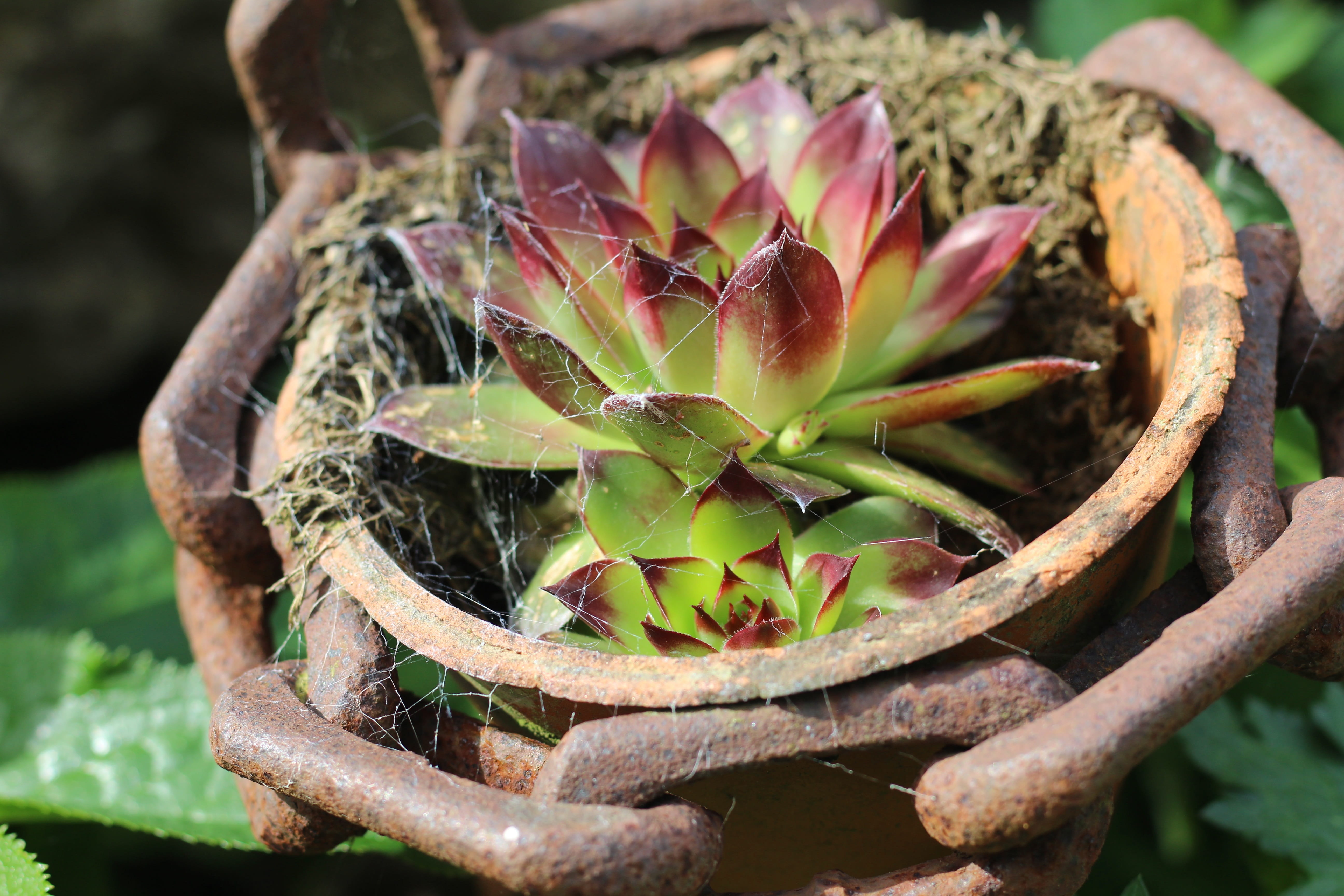 green color, terracotta, no people, nature, houseleek, sunlight, beauty in nature, flower pot, succulent, sempervivum, cobweb, rosette, spring, chain, outdoors, HD Wallpaper