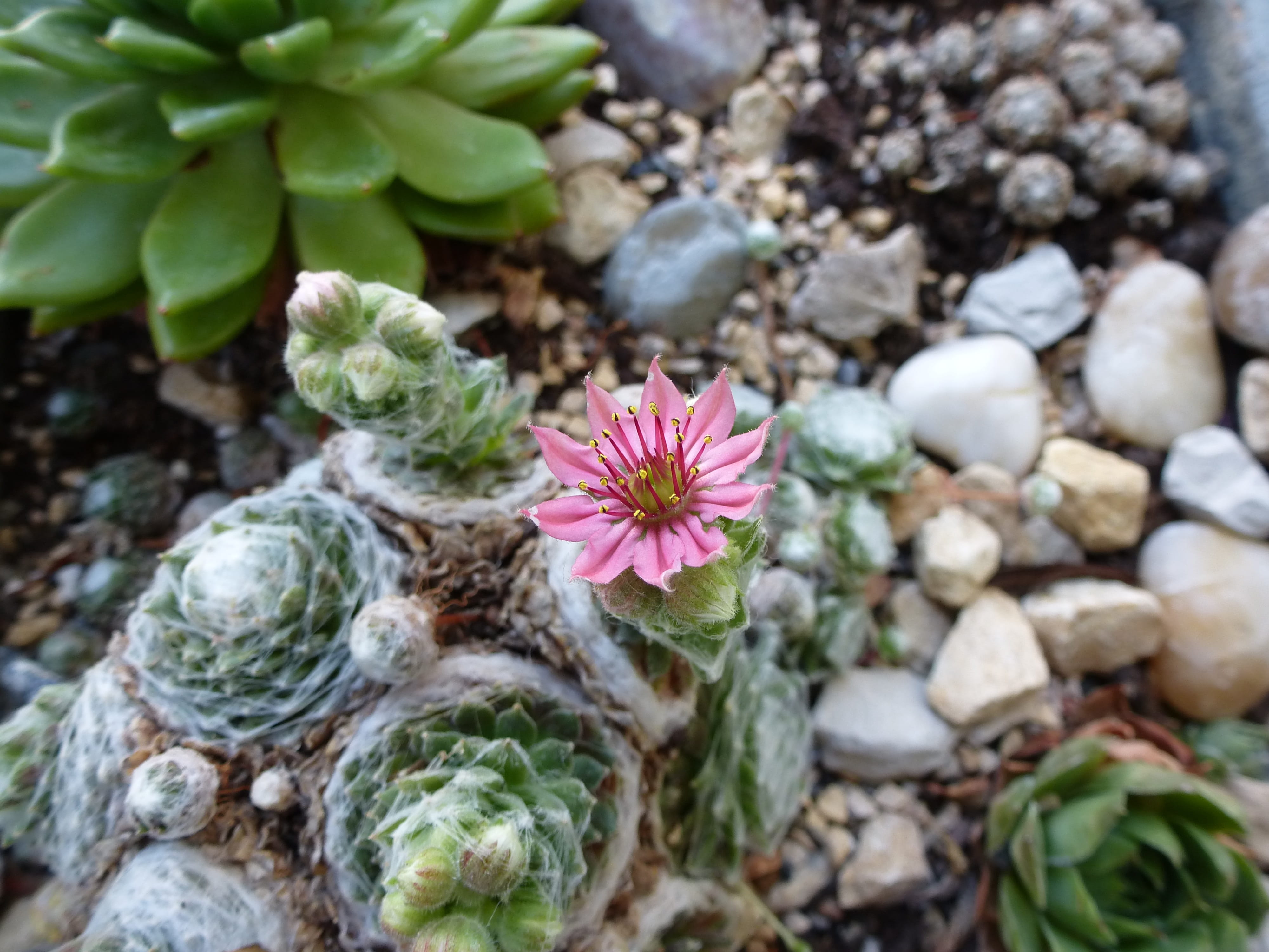 flower head, garden, growth, sun, close-up, beauty in nature, fragility, day, houseleek, close up, blossom, bloom, petal, summer, inflorescence, plant, HD Wallpaper