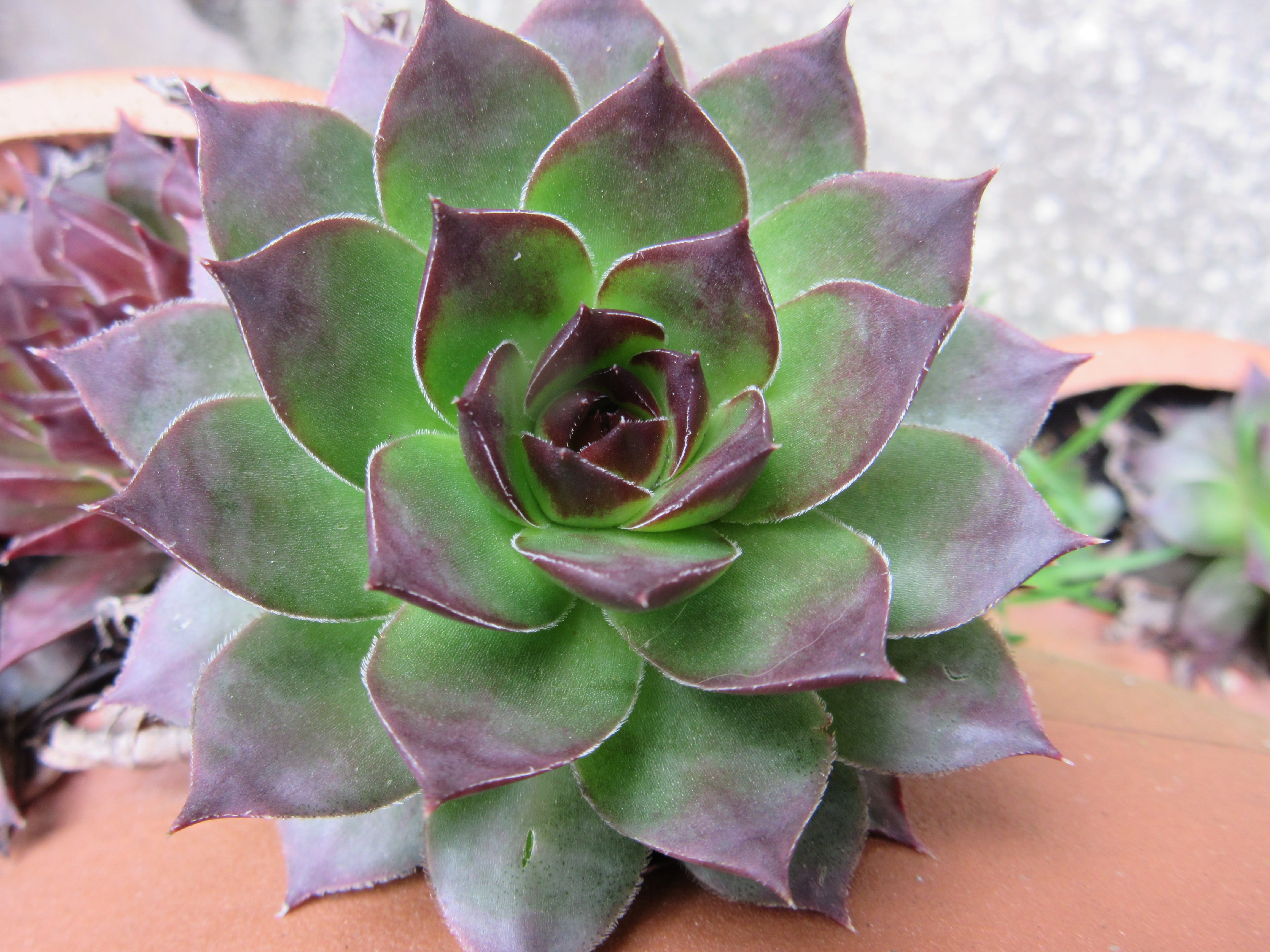 sempervivum, green color, garden, focus on foreground, no people, plant, fragility, succulent plant, succulent, flower head, nature, outdoors, close-up, HD Wallpaper