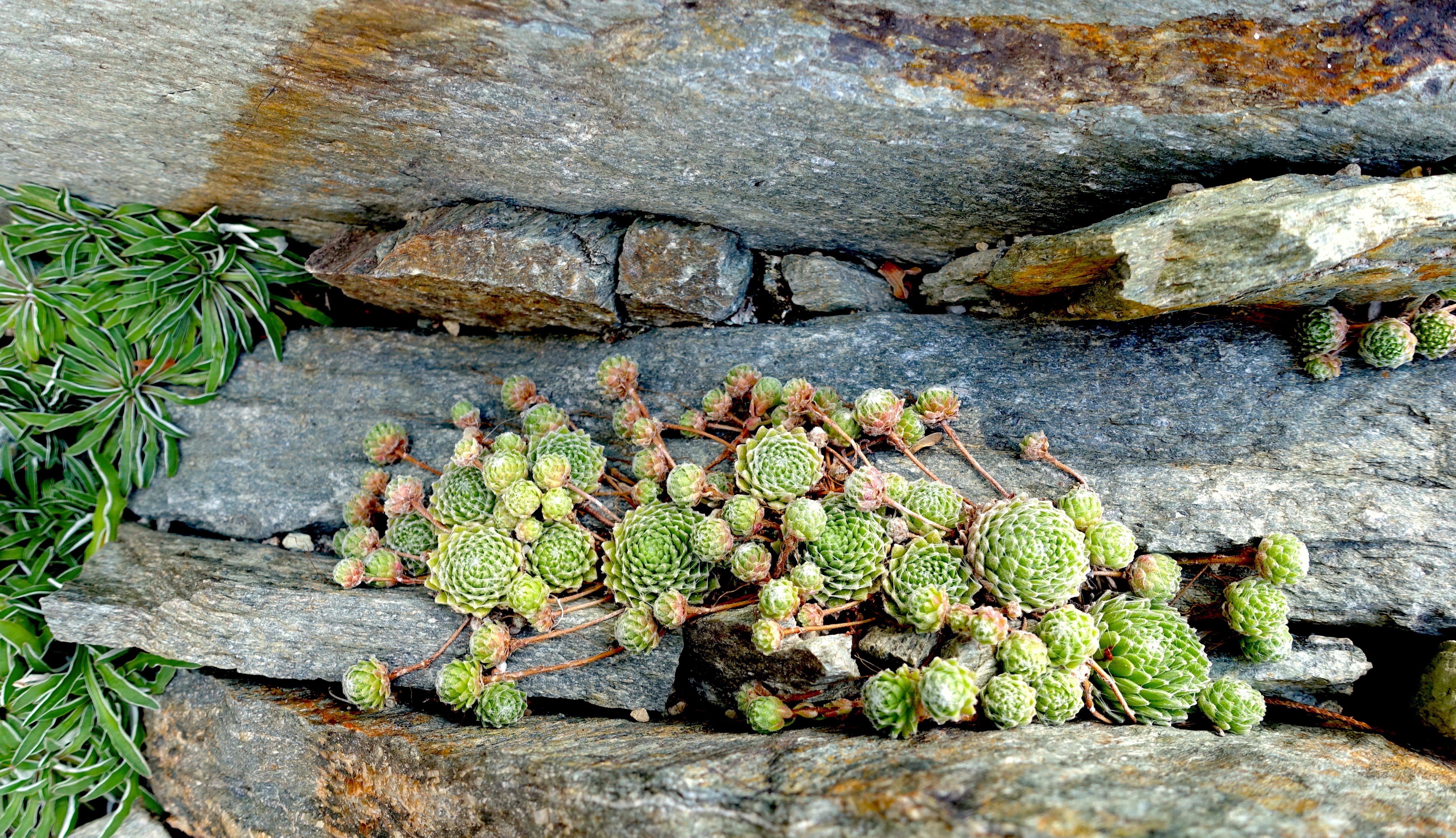 real houseleek, high angle view, growth, rock - object, plant, botany, leaf, ordinary houseleek, roof houseleek, donnerwurz, green color, stone garden, HD Wallpaper