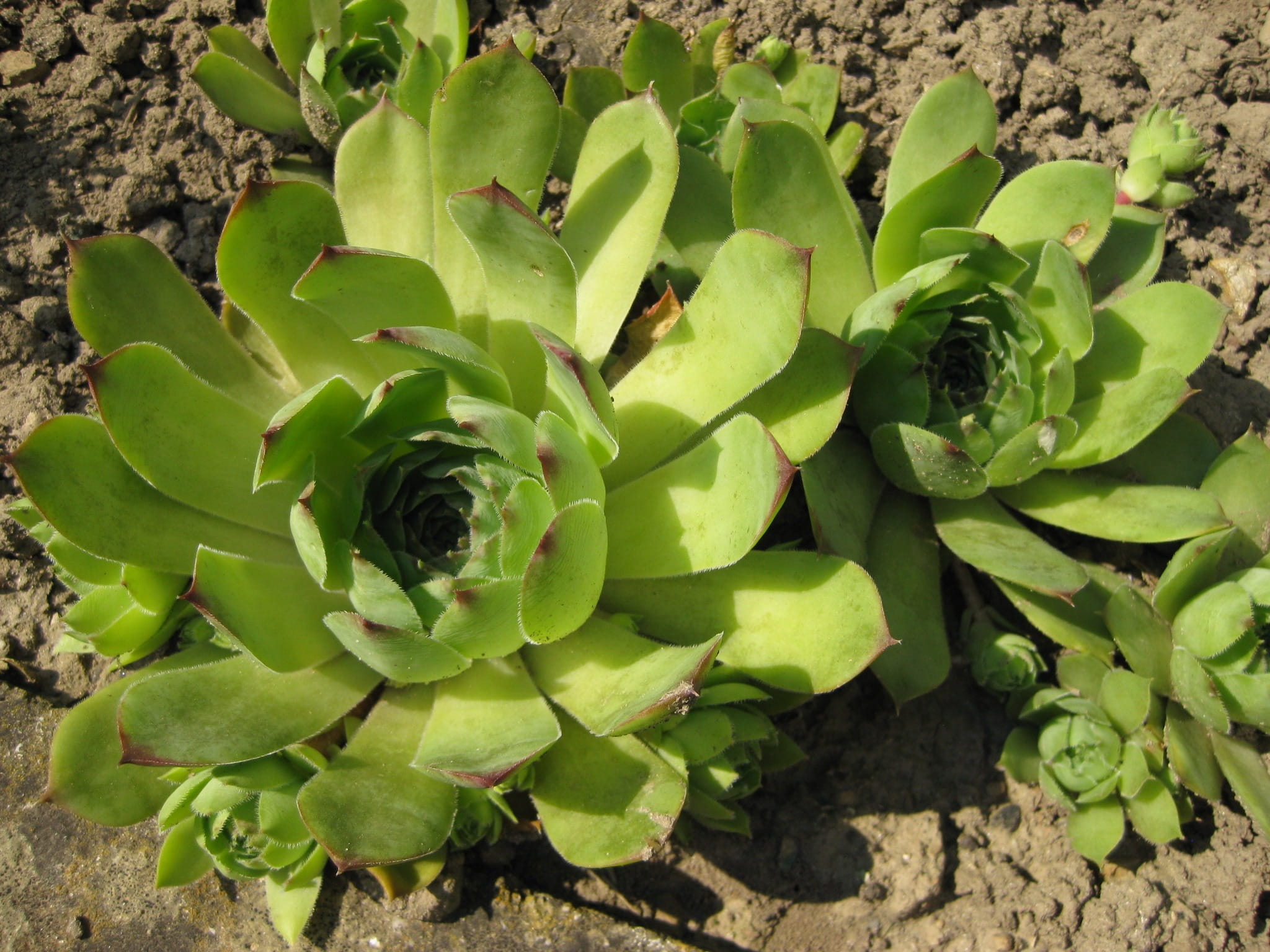 high angle view, flower, green, cactus, plant, plant part, land, sempervivum, flower head, outdoors, flowering plant, 1080P, houseleek, nature, leaves, HD Wallpaper