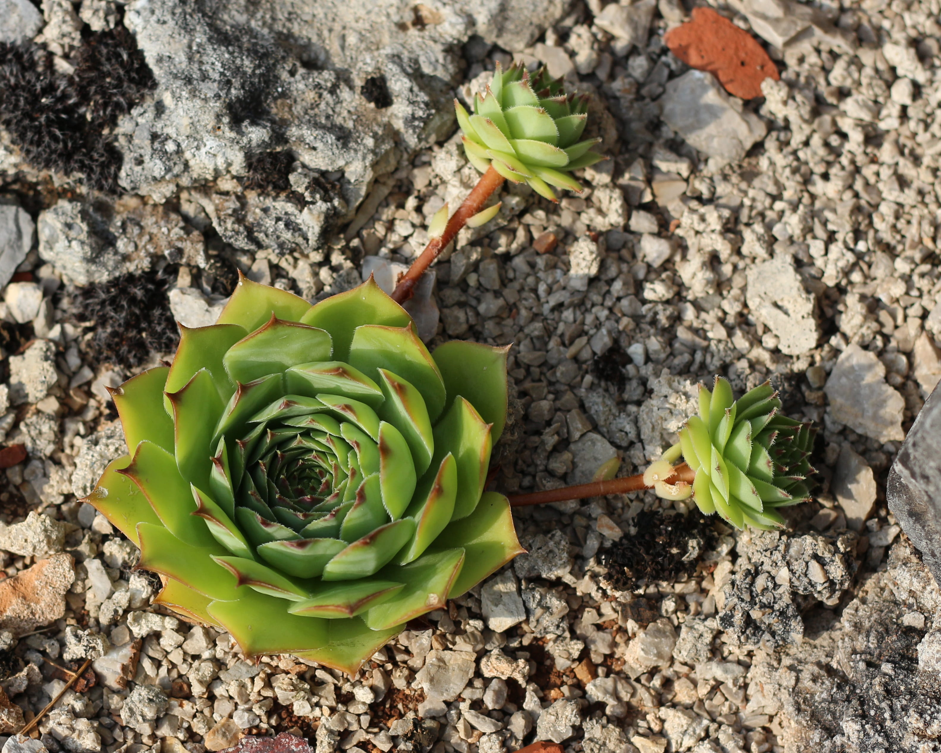 growth, vulnerability, sempervivum, beauty in nature, green, flower, 2K, springtime, plant, no people, close-up, flowering plant, flora, leaves, hens and chicks, HD Wallpaper