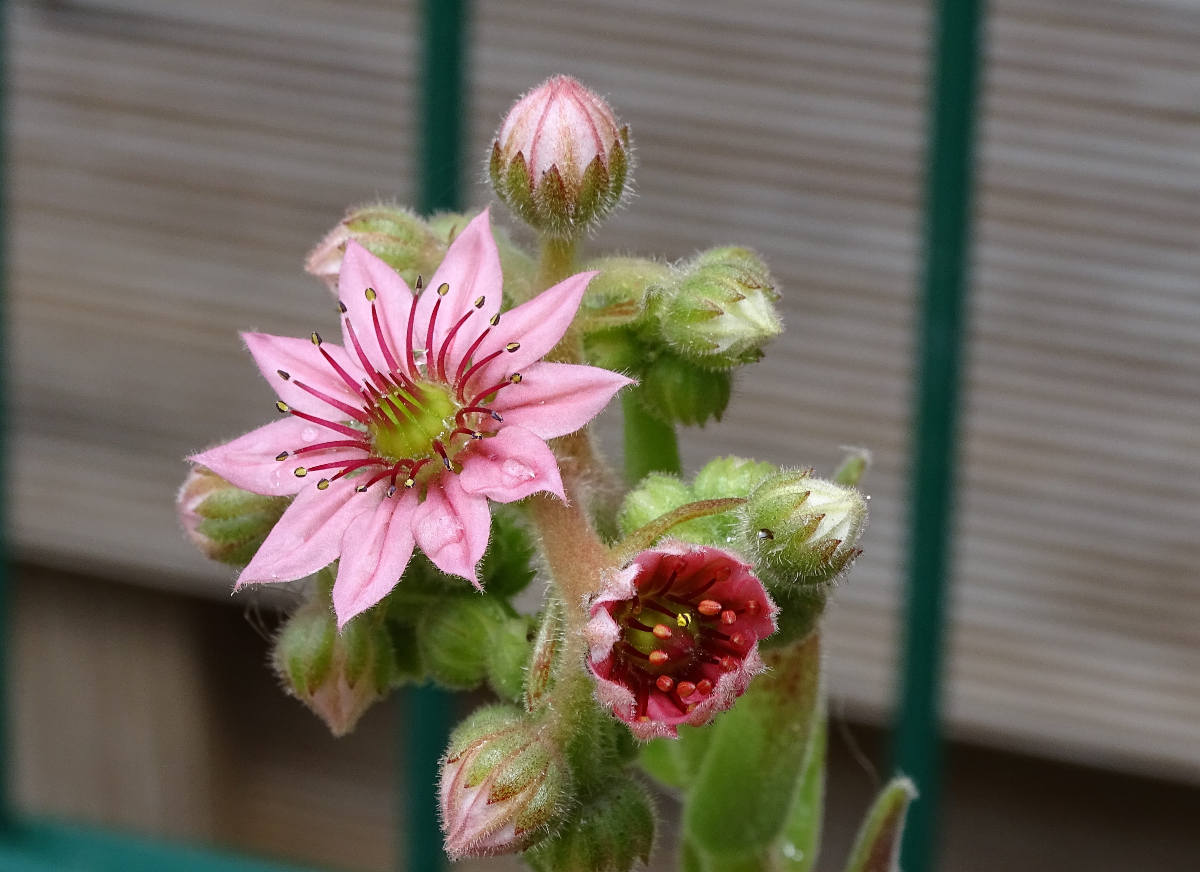 close-up, freshness, stone garden, outdoors, petal, bud, flowering plant, focus on foreground, nature, pink, plant, sempervivum, day, drought, growth, roof garden, HD Wallpaper