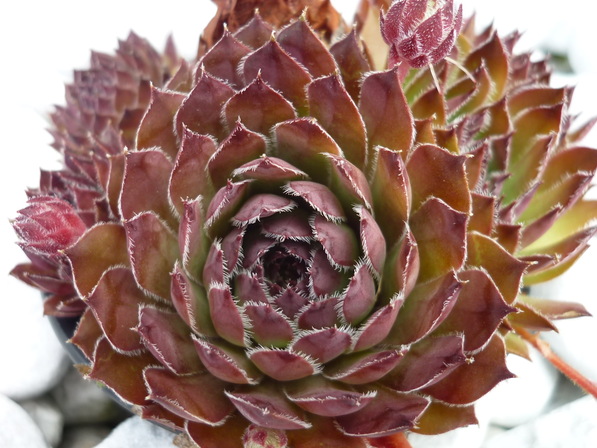 flowering plant, close-up, ornamental plant, maroon, nature, freshness, stone garden, petal, succulent plant, no people, day, inflorescence, growth, vulnerability, HD Wallpaper