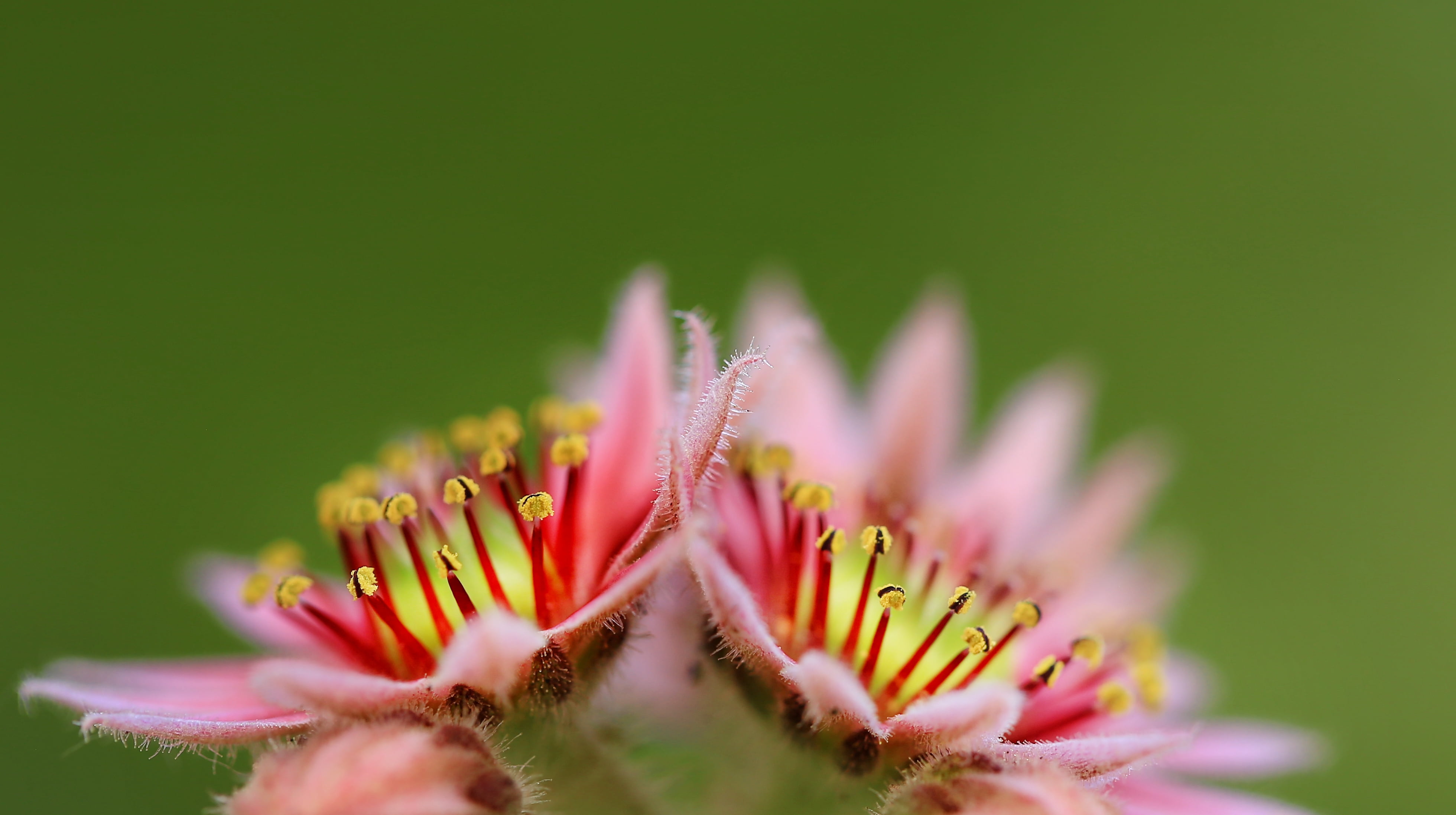 flowers, houseleeks, yellow, natural light, nature, pink, closed, plant, Sempervivum, up, photo, flower Head, close-up, macro, blossom, Makro, flower, pink Color, HD Wallpaper