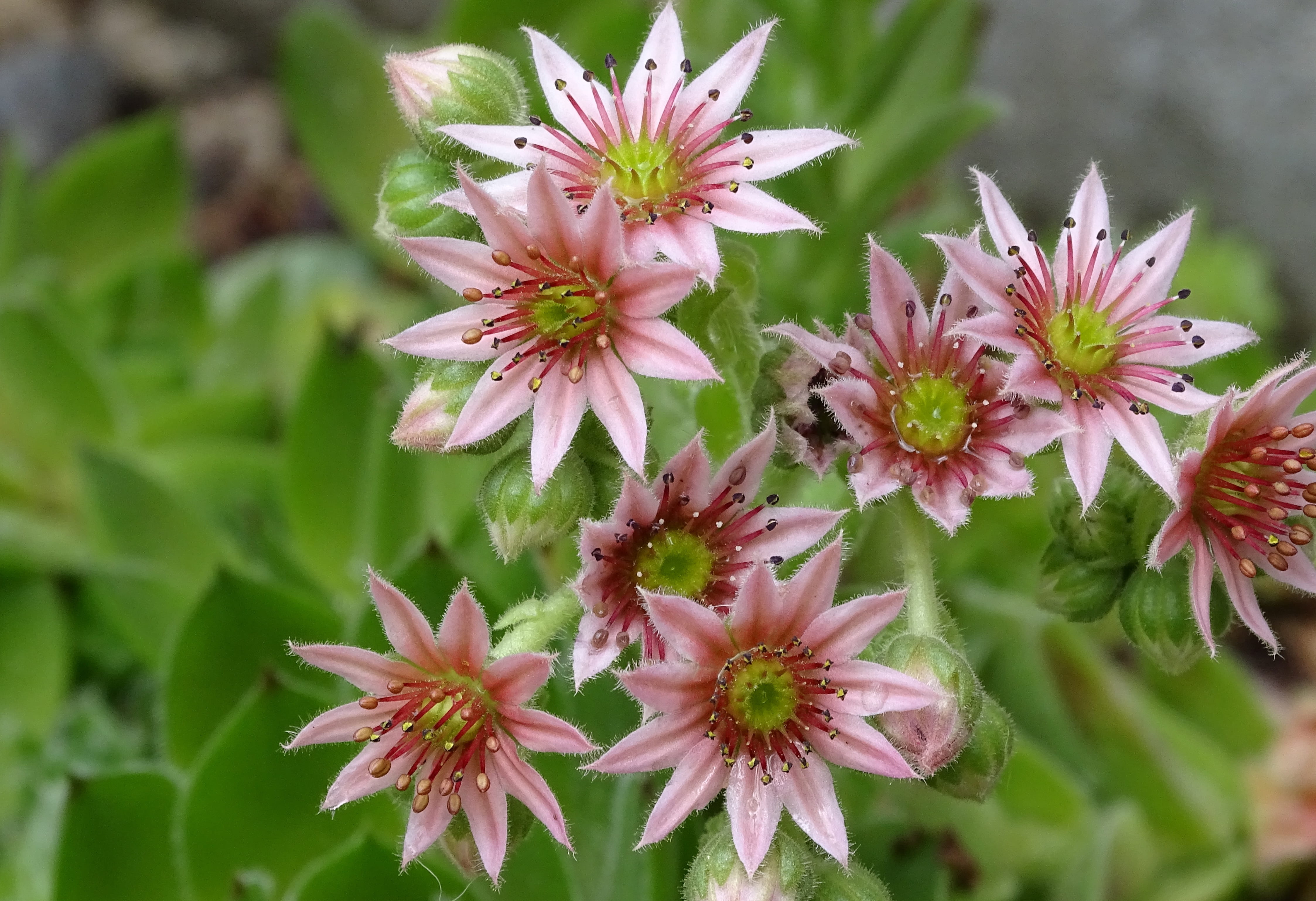 sempervivum, pink color, no people, plant, nature, dachwurz, rosette, 4K, springtime, inflorescence, stone garden, plant part, fragility, day, roof garden, HD Wallpaper