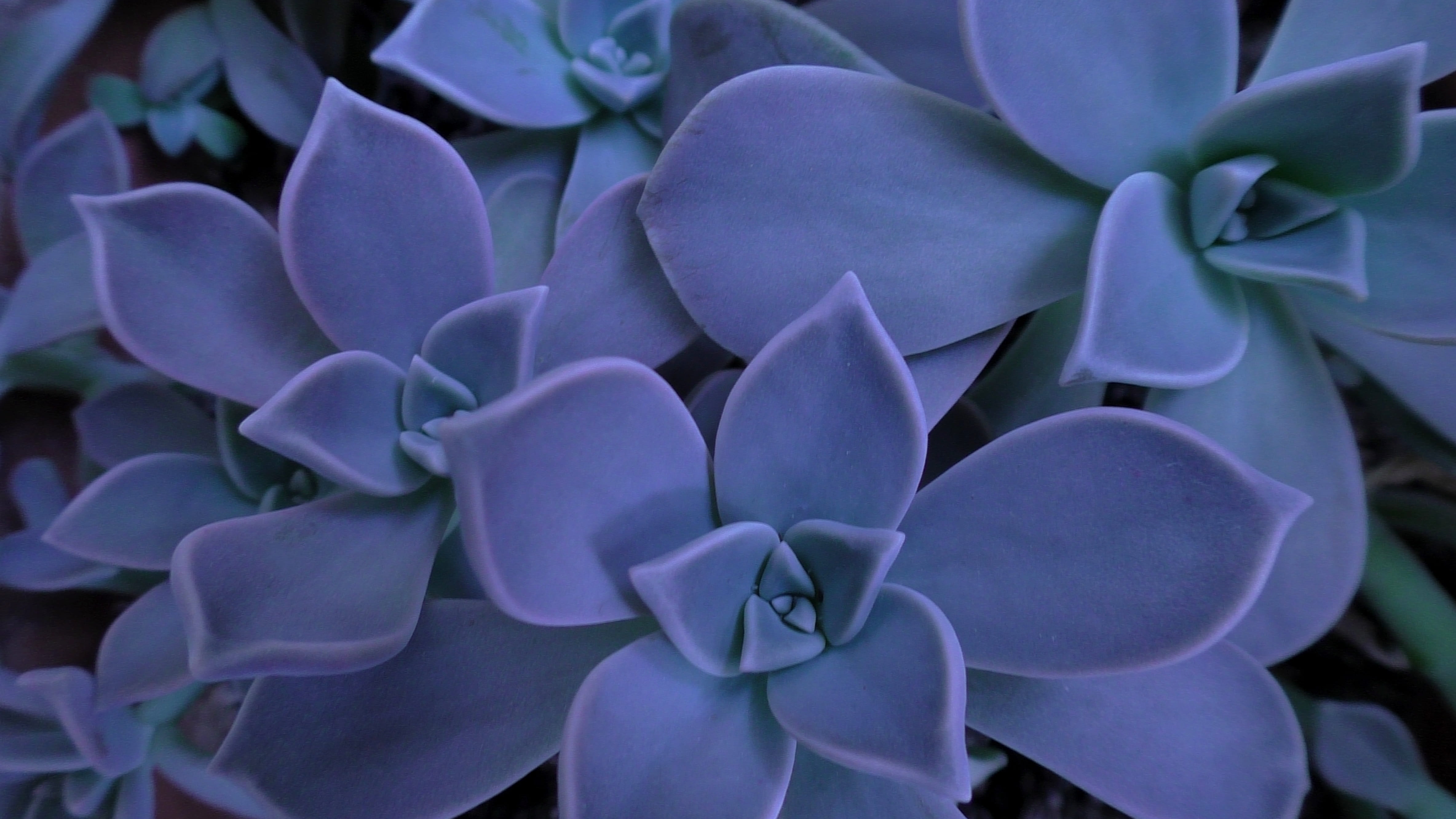 beauty in nature, petal, houseleek, flora, inflorescence, full frame, bunch of flowers, blue, botanical, succulent, plant, purple, vulnerability, cacti, HD Wallpaper