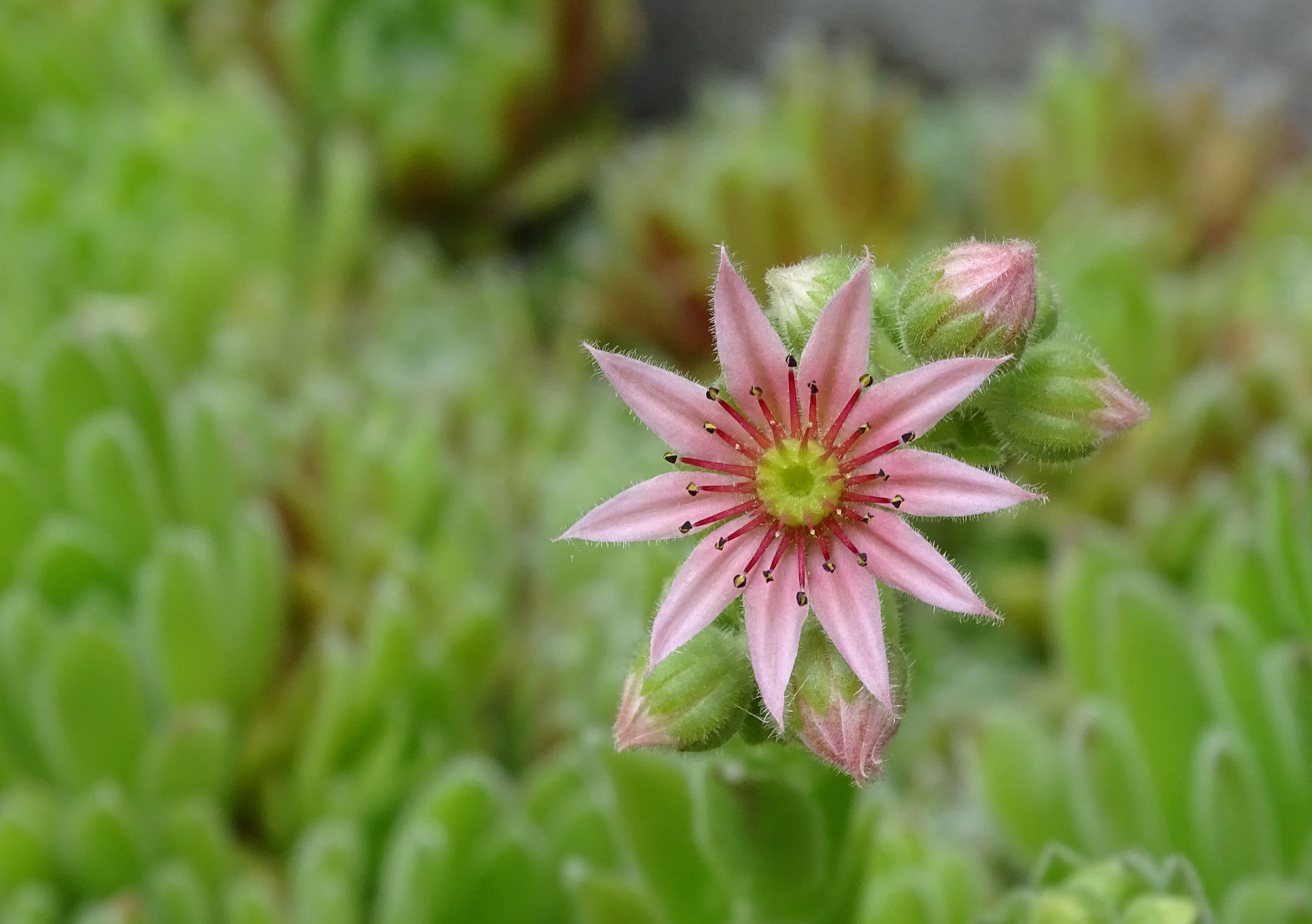 close-up, growth, flowering plant, petal, houseleek, beauty in nature, green color, nature, pink color, dachwurz, stone garden, selective focus, purple, HD Wallpaper
