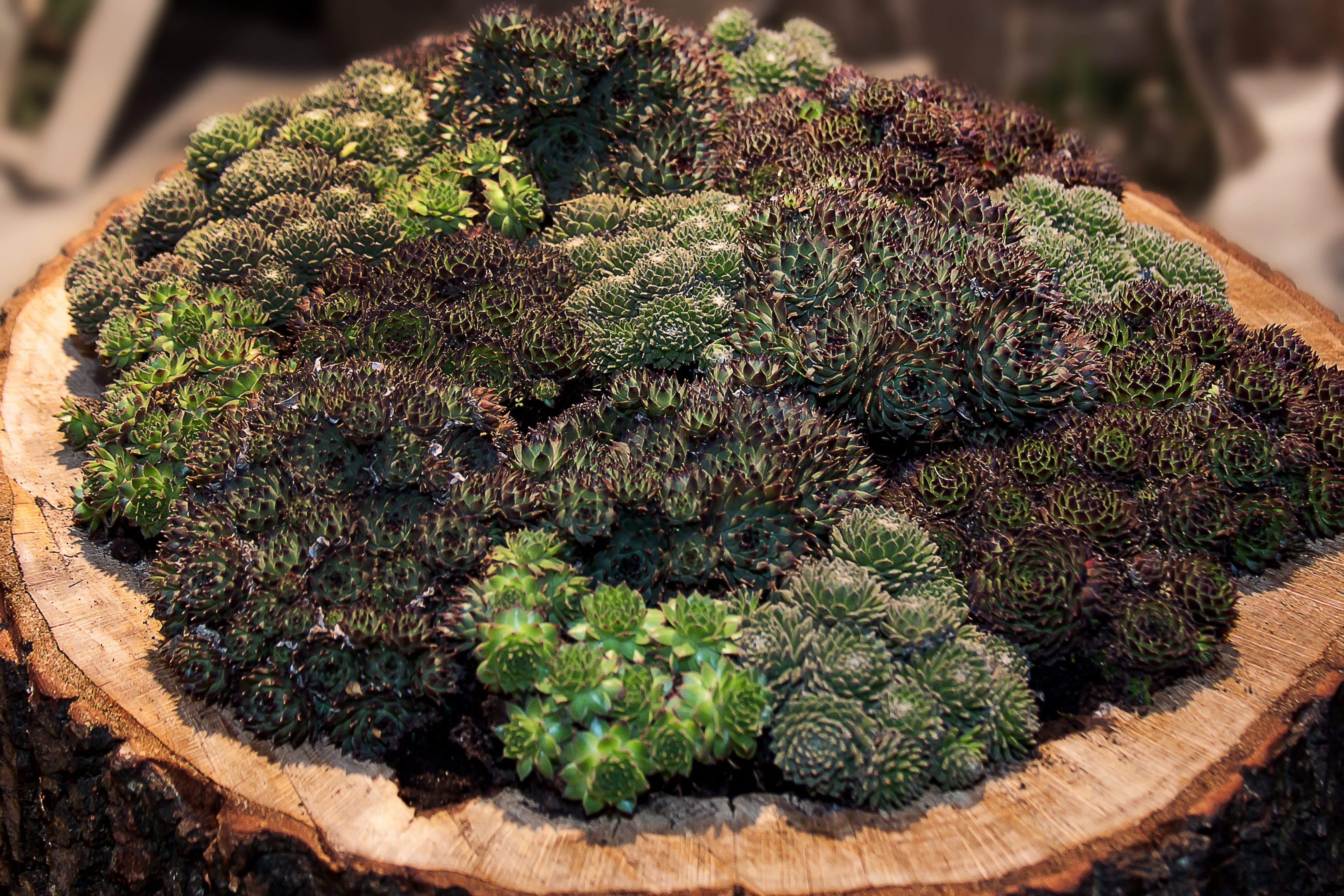 no people, outdoors, botany, sedum arachnoideum, potted plant, nature, reddish, beauty in nature, small rosett, spider web houseleek, plants, photo, engine, HD Wallpaper