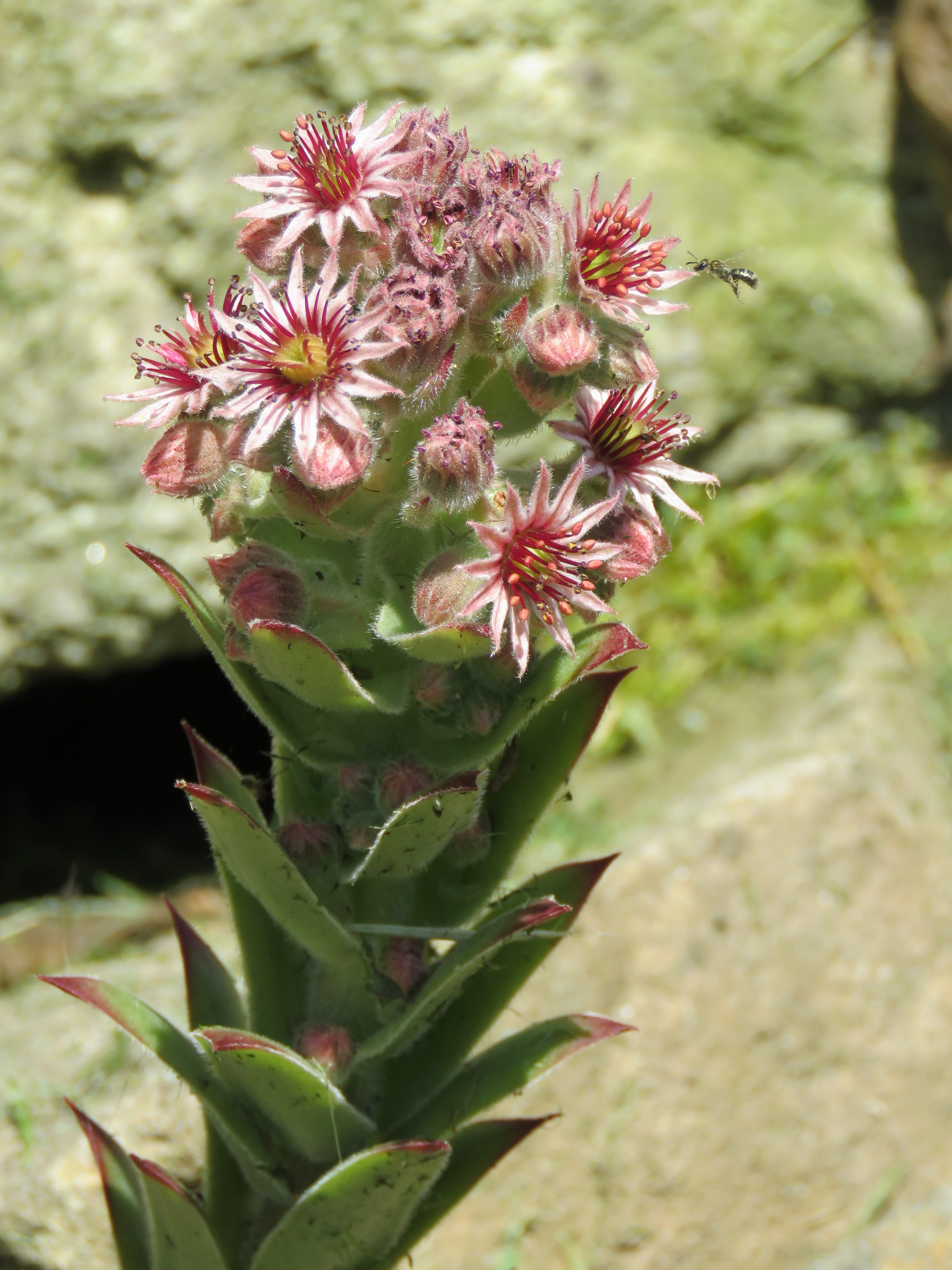 plant, solitary bee, vulnerability, stone crop, 4K, petal, flower head, Sempervivum, inflorescence, close-up, beauty in nature, thick sheet greenhouse, Phone HD Wallpaper