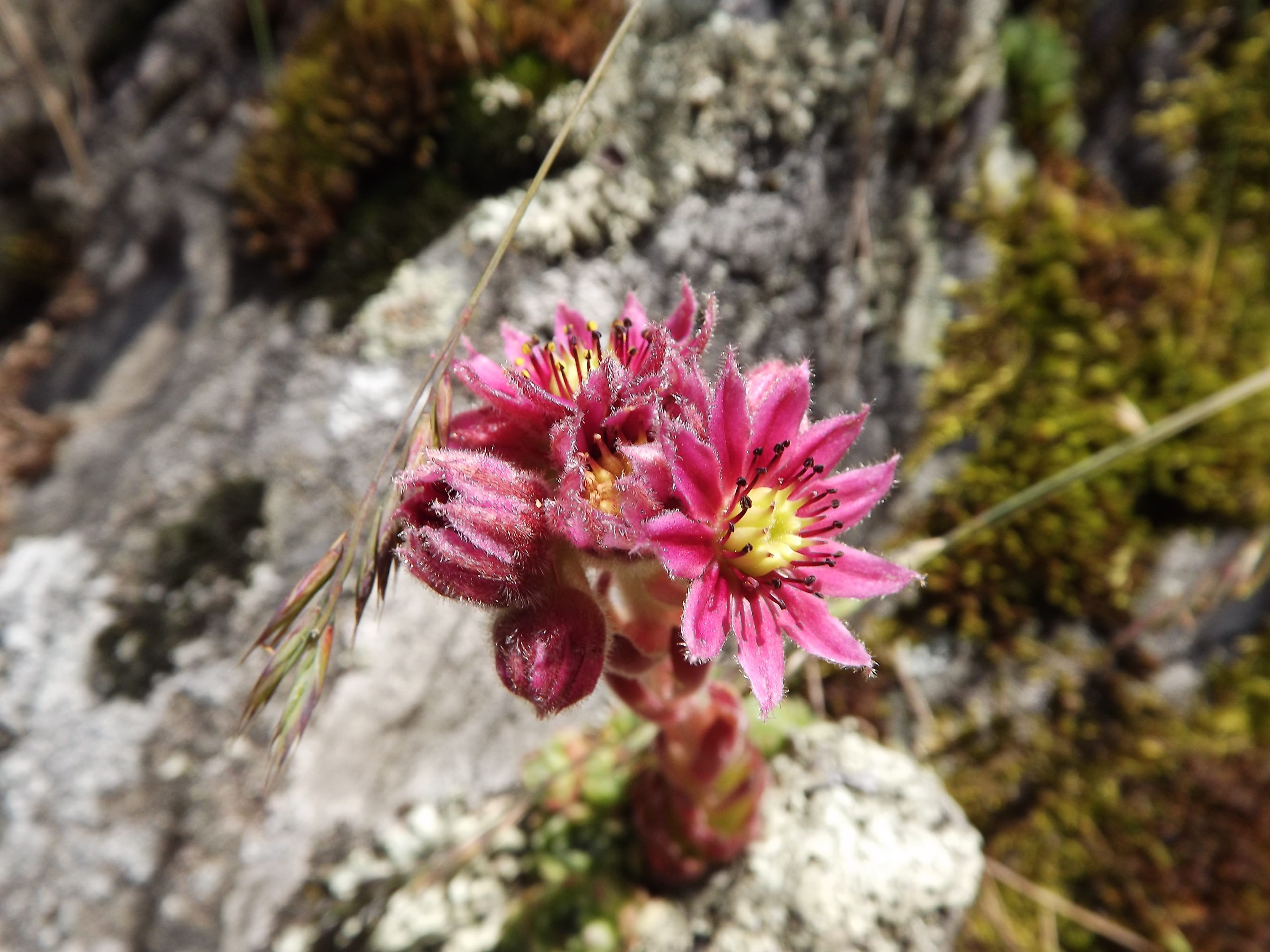 rock, wild flower, beauty in nature, Cobweb Houseleek, rock - object, 4K, flower head, houseleek, sempervivum arachnoideum, Herb, fragility, cobweb, crassulaceae, HD Wallpaper
