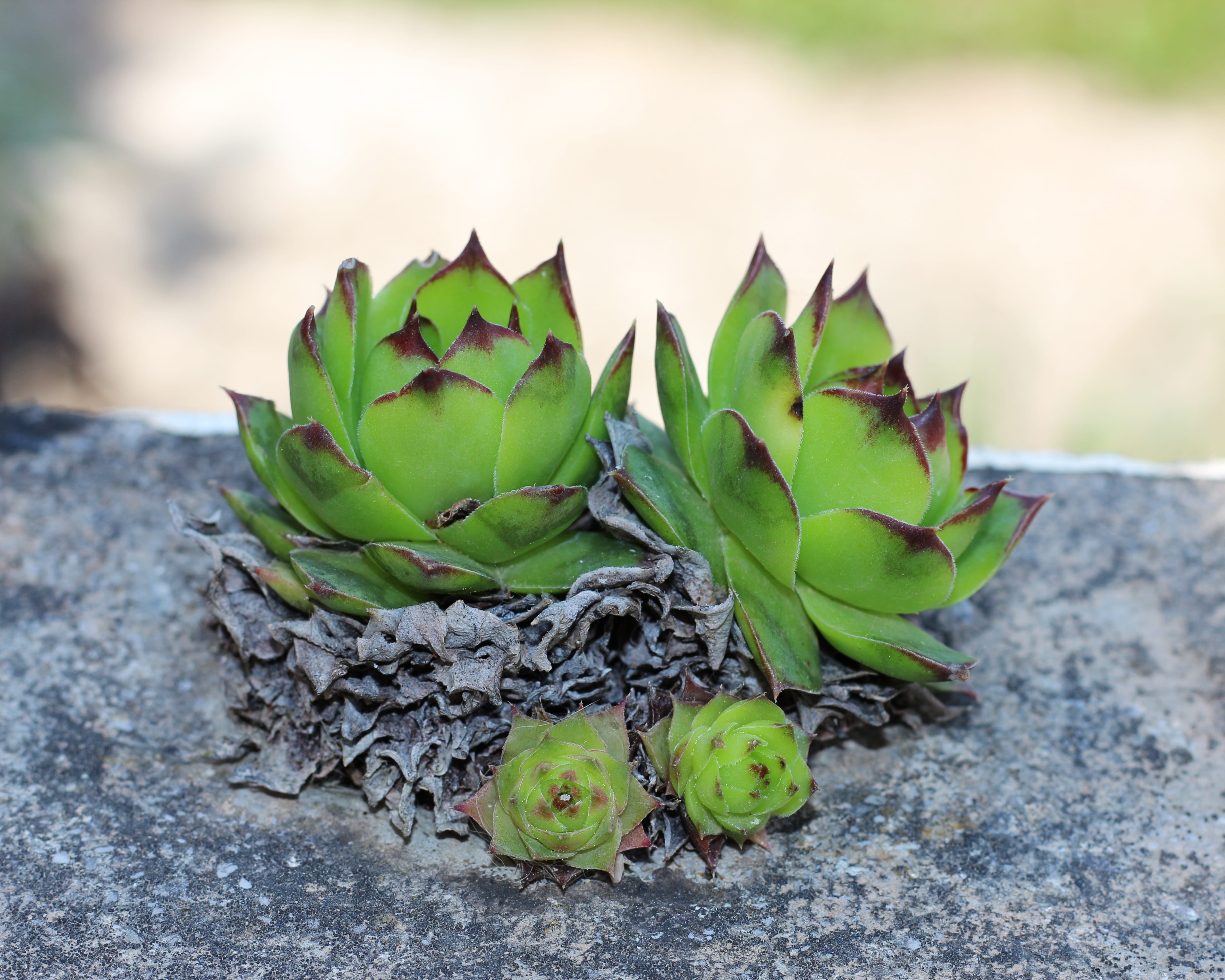 day, cactus, botanical, succulent plant, botany, chicks and hens, leaf, no people, solid, rock, growth, green color, sempervivum, outdoors, nature, beauty in nature, HD Wallpaper