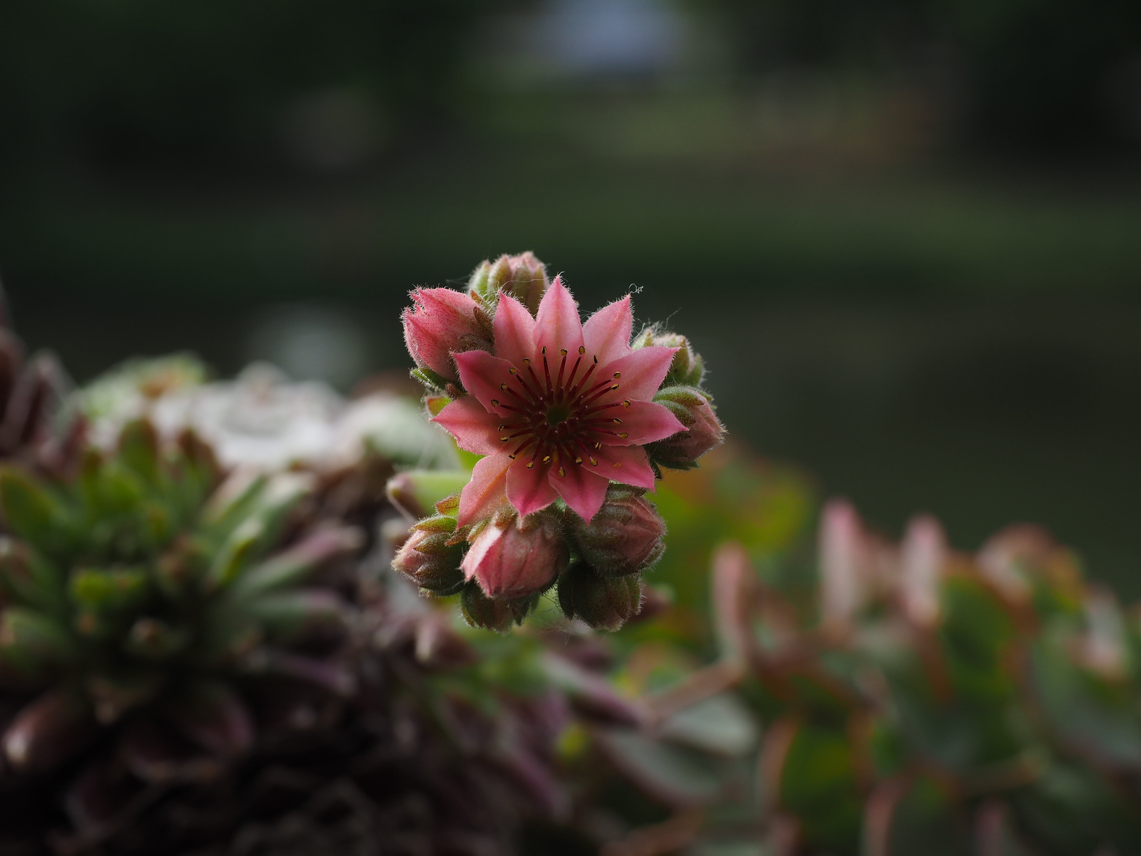 close up, bloom, pollen, field, fragility, mountain houseleek, flower, green, blossom, plant, flowering plant, 4K, nature, sempervivum, freshness, beauty in nature, HD Wallpaper
