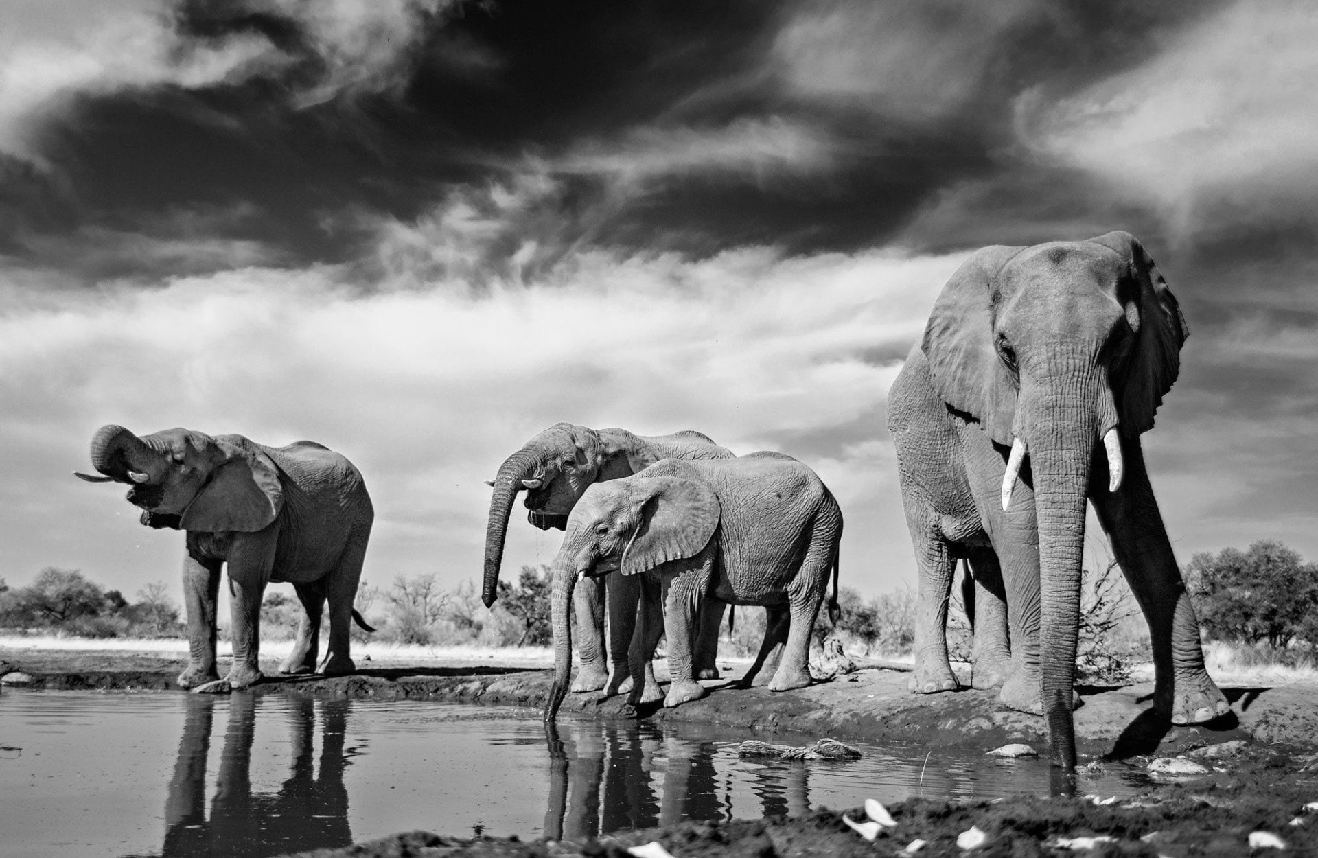 1080P, Wildlife, Elephant, Black and White, Reflection, Animal, HD Wallpaper