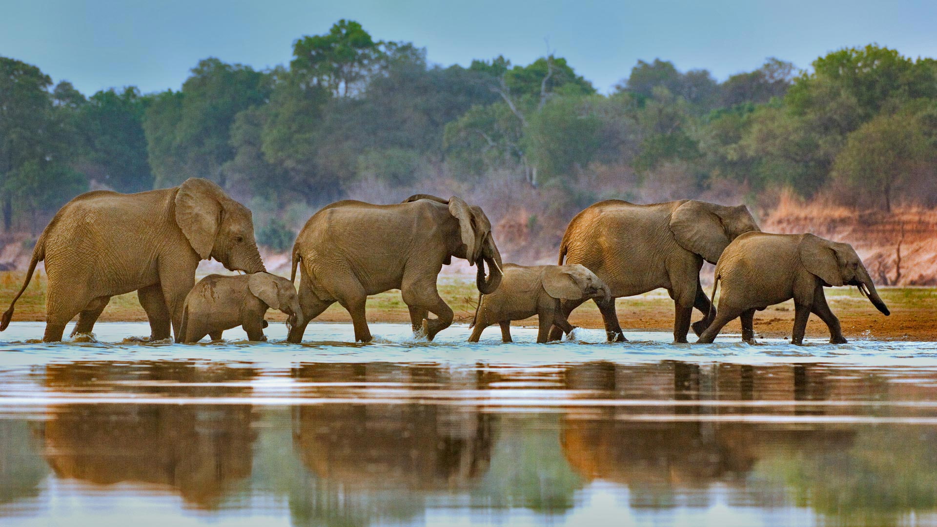 group of animals, day, mammal, water, tree, animal trunk, animal family, drinking, animal wildlife, animals in the wild, reflection, animal, african elephant, HD Wallpaper