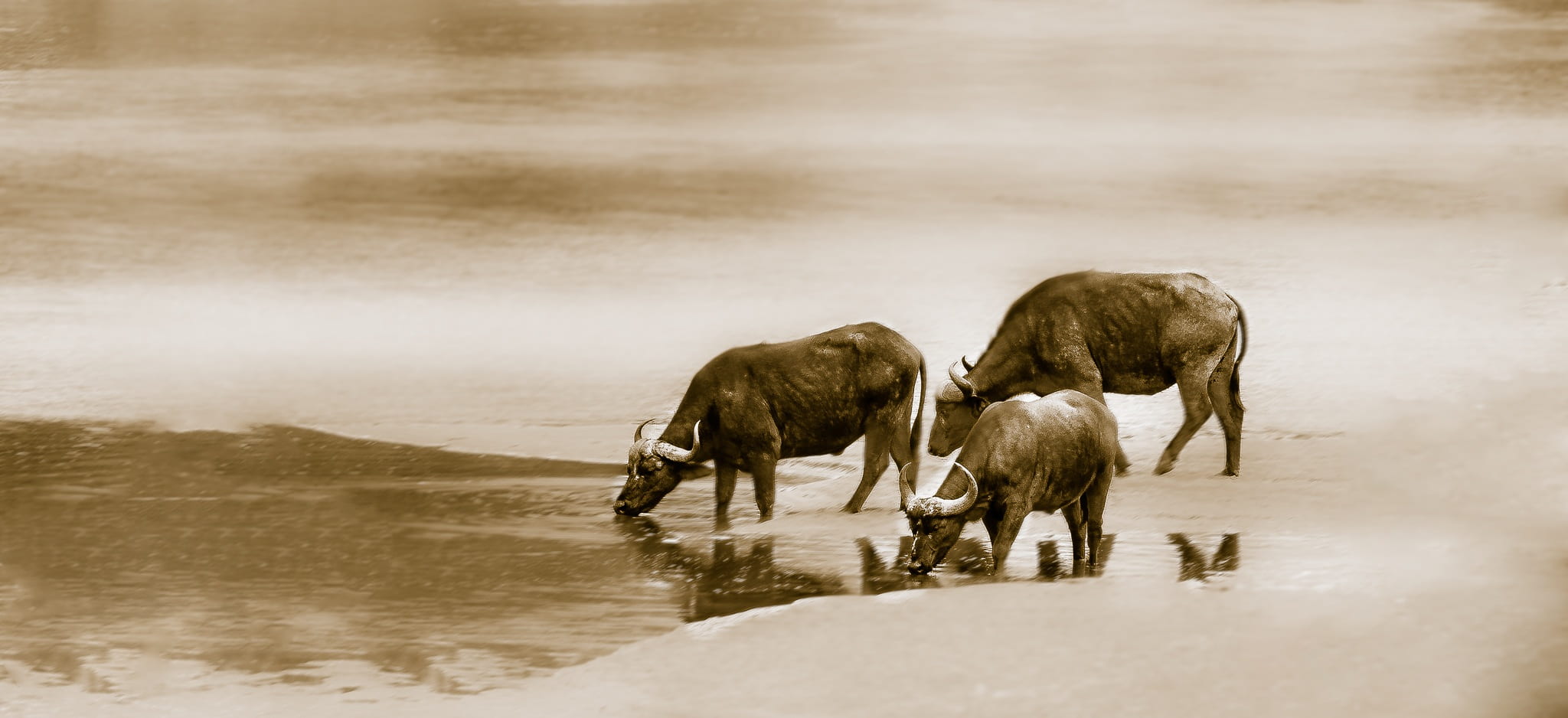 african elephant, nature, 1080P, three, herbivorous, lake, domestic animals, animal, no people, vertebrate, buffalo, animal themes, river, group of animals, HD Wallpaper