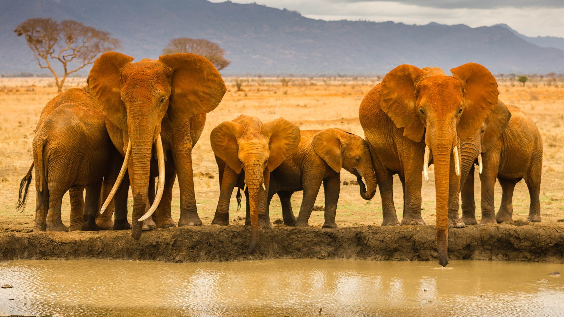 animals in the wild, mammal, animal family, vertebrate, drink, african elephant, group of animals, 1080P, animal themes, lake, herbivorous, Elephants, HD Wallpaper