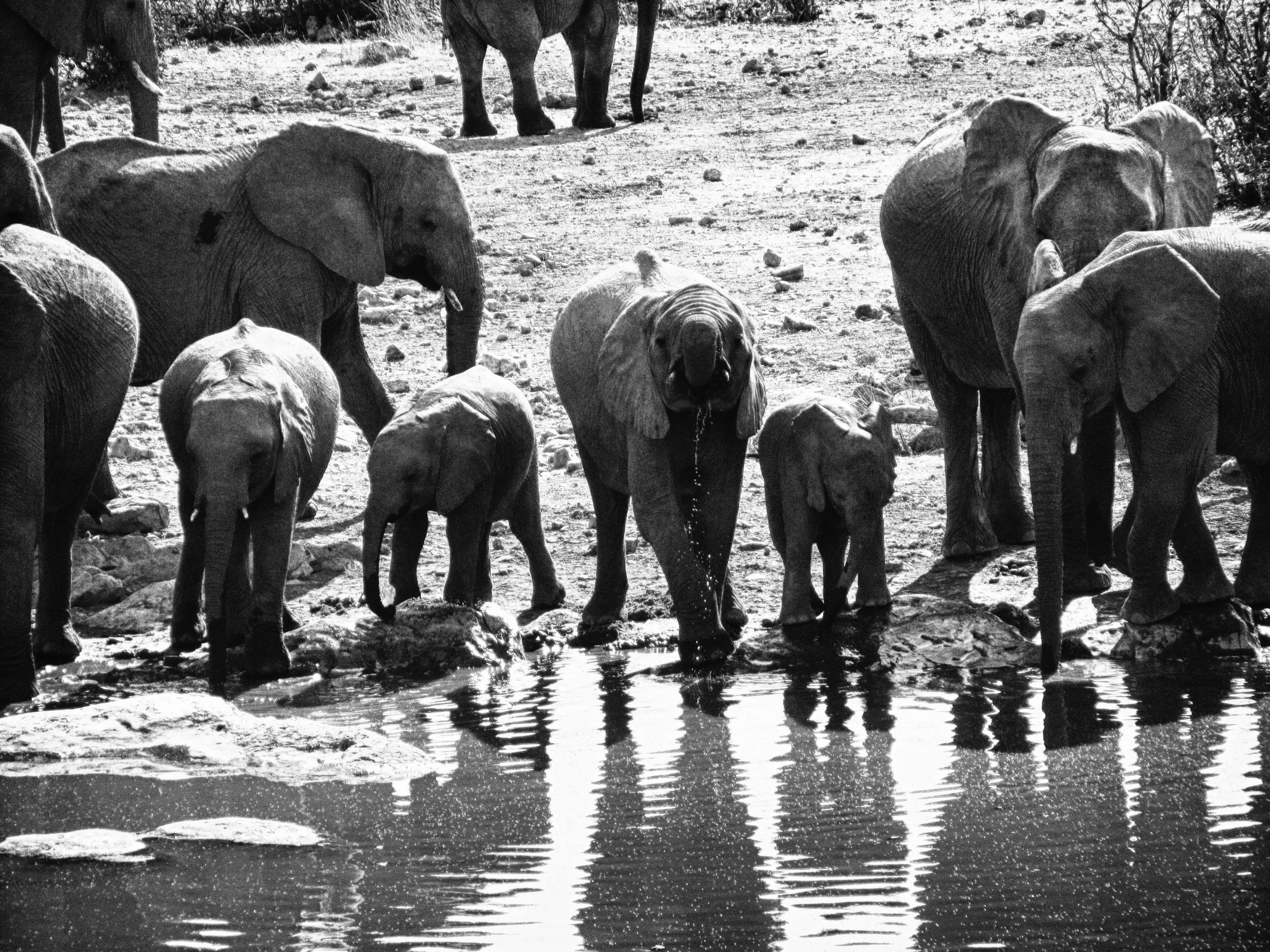 animal, reflection, water, standing, animals in the wild, animal themes, lake, no people, group of animals, outdoors, elephant, nature, mammal, vertebrate, HD Wallpaper