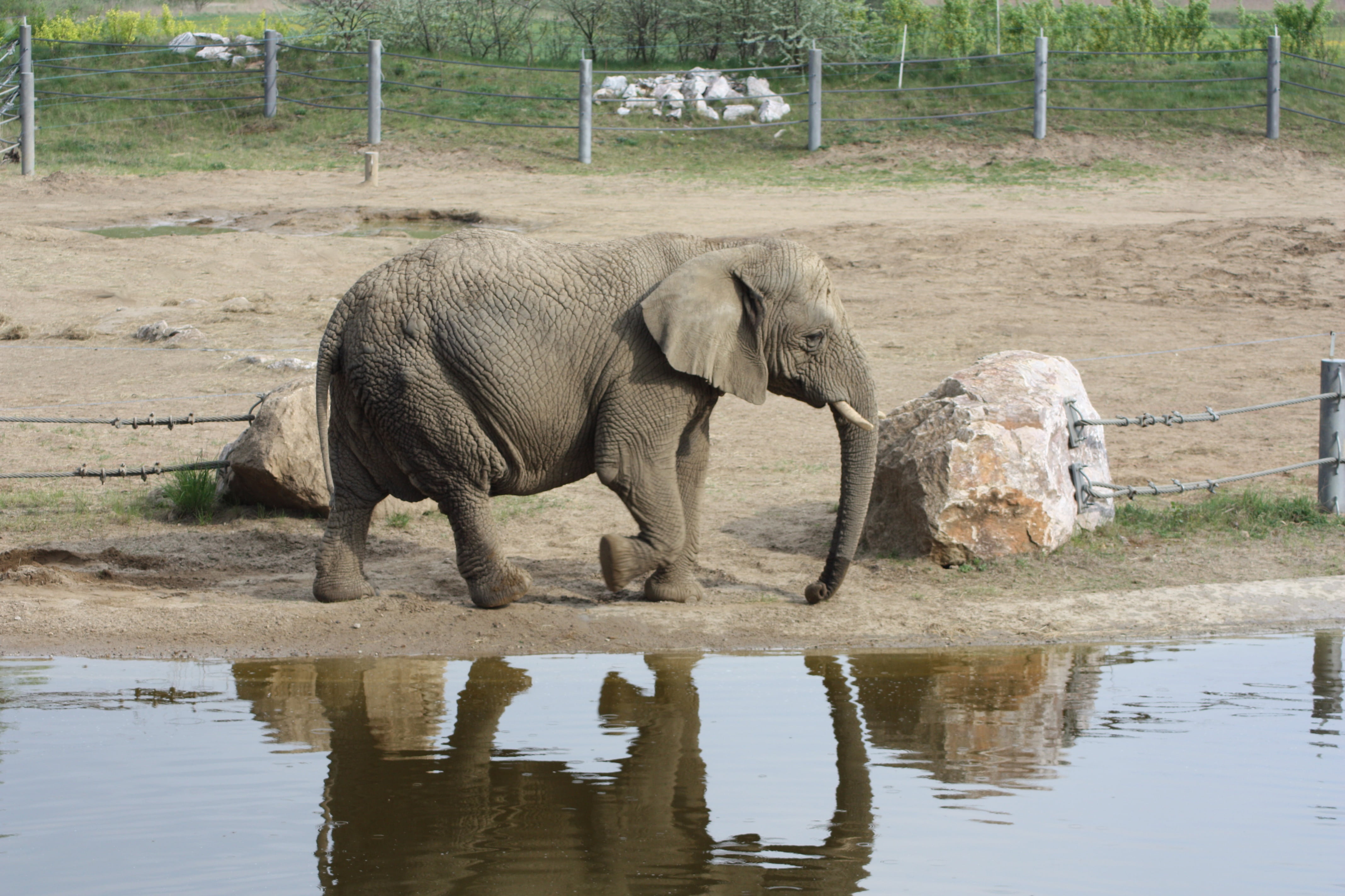 african elephant, large, safari, africa, tree, animal wildlife, mammal, animal trunk, water, one animal, loxodonta africana, animal themes, animals In The Wild, HD Wallpaper