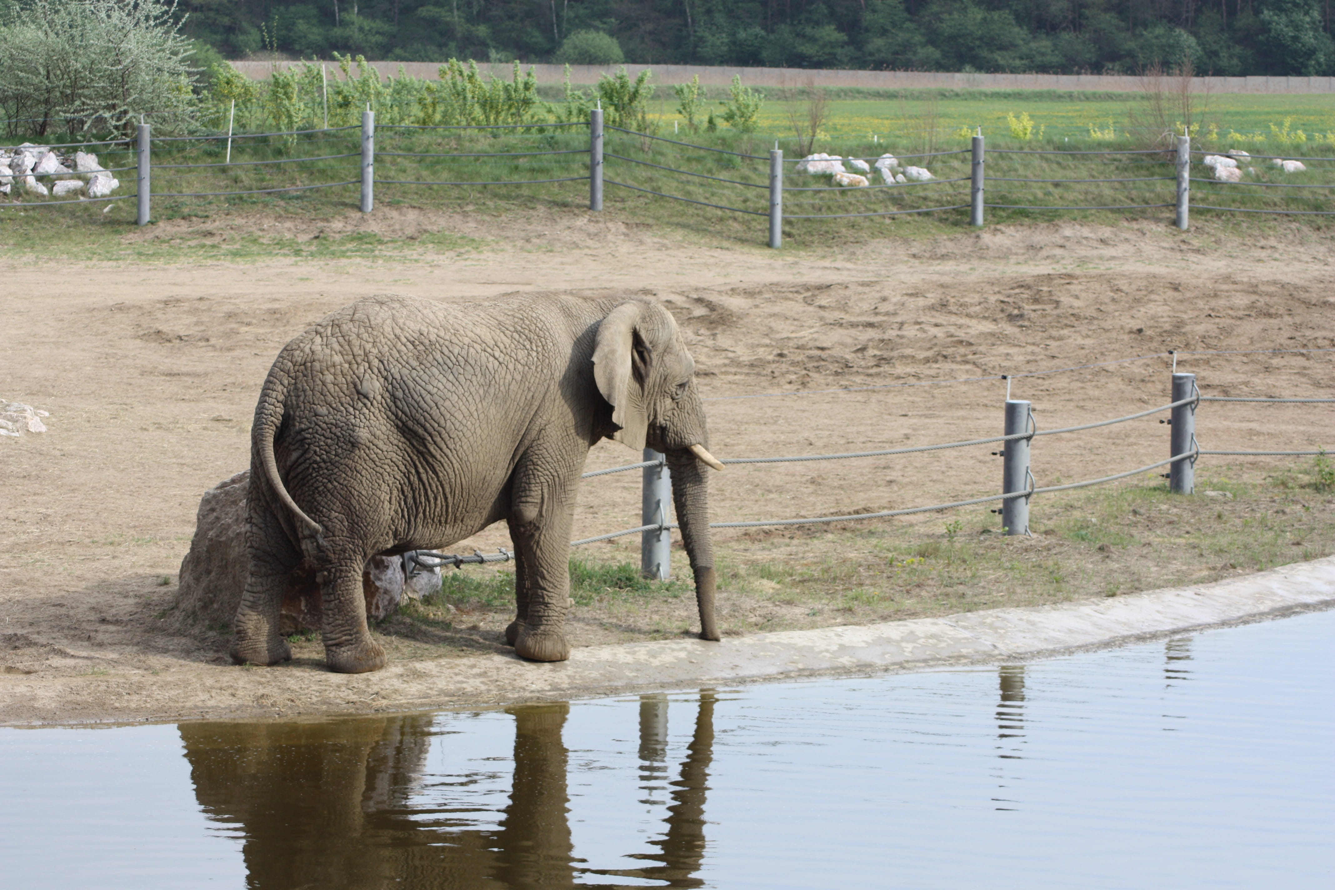 animal themes, field, elephant, vertebrate, water, animals in the wild, one animal, animal trunk, plant, African Elephant, lake, outdoors, mammal, standing, HD Wallpaper