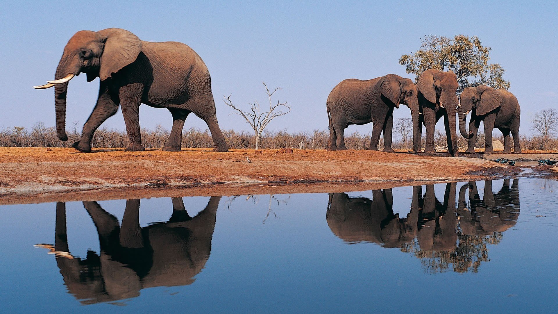 symmetry, animals in the wild, day, waterfront, 1080P, animal trunk, animal wildlife, outdoors, african elephant, lake, animal, animals, no people, animal themes, HD Wallpaper
