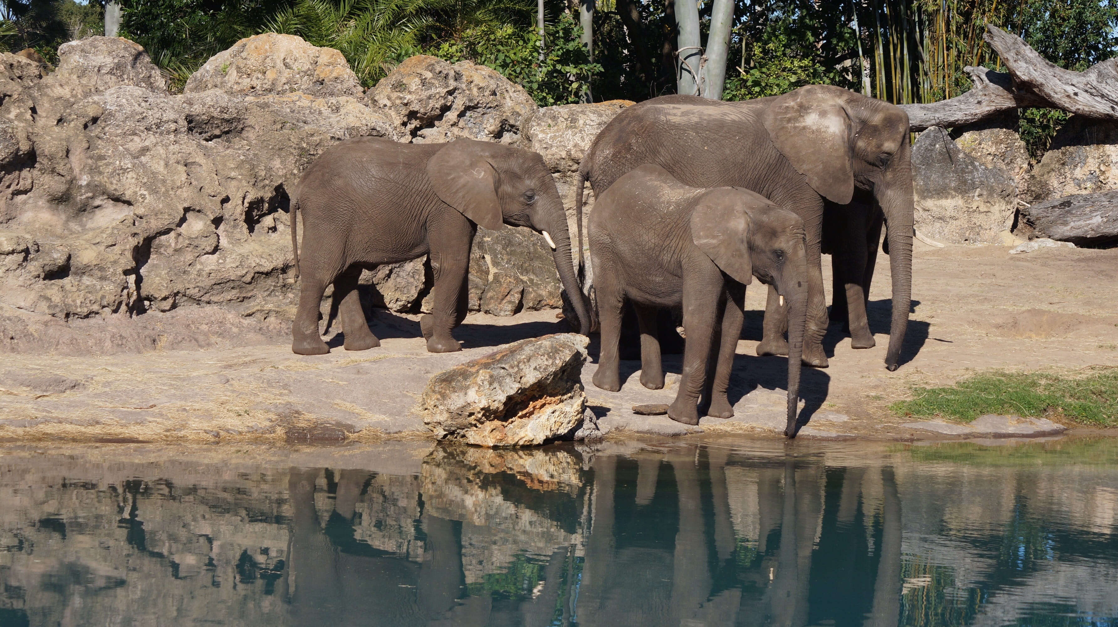 zoo, drinking, nature, animal family, animal, waterfront, group of animals, day, outdoors, 2K, animal themes, rock - object, vertebrate, mammal, wildlife, HD Wallpaper